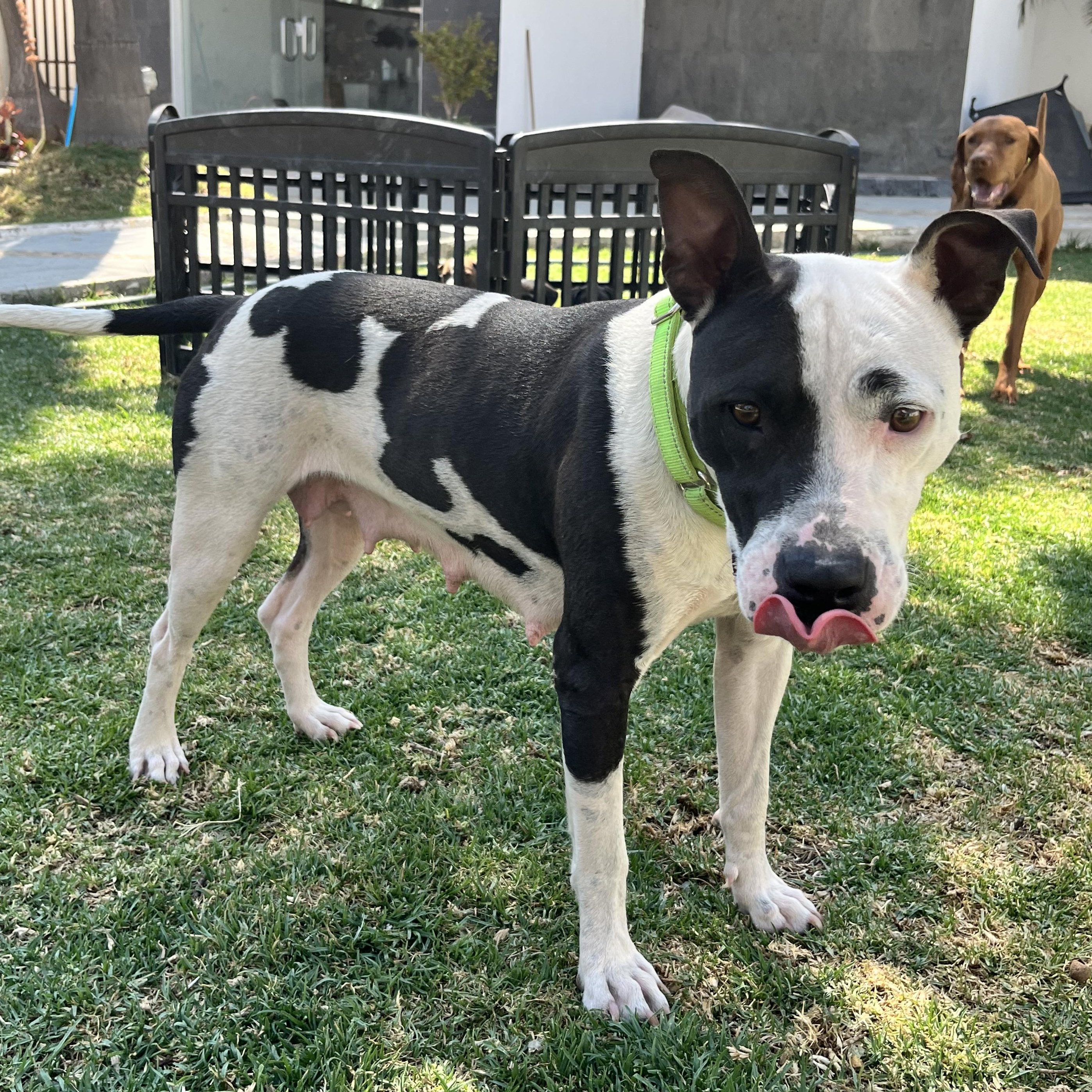 Enlarge Darla, a ADOPTABLE mixed breed in Manvel, TX image 6/6