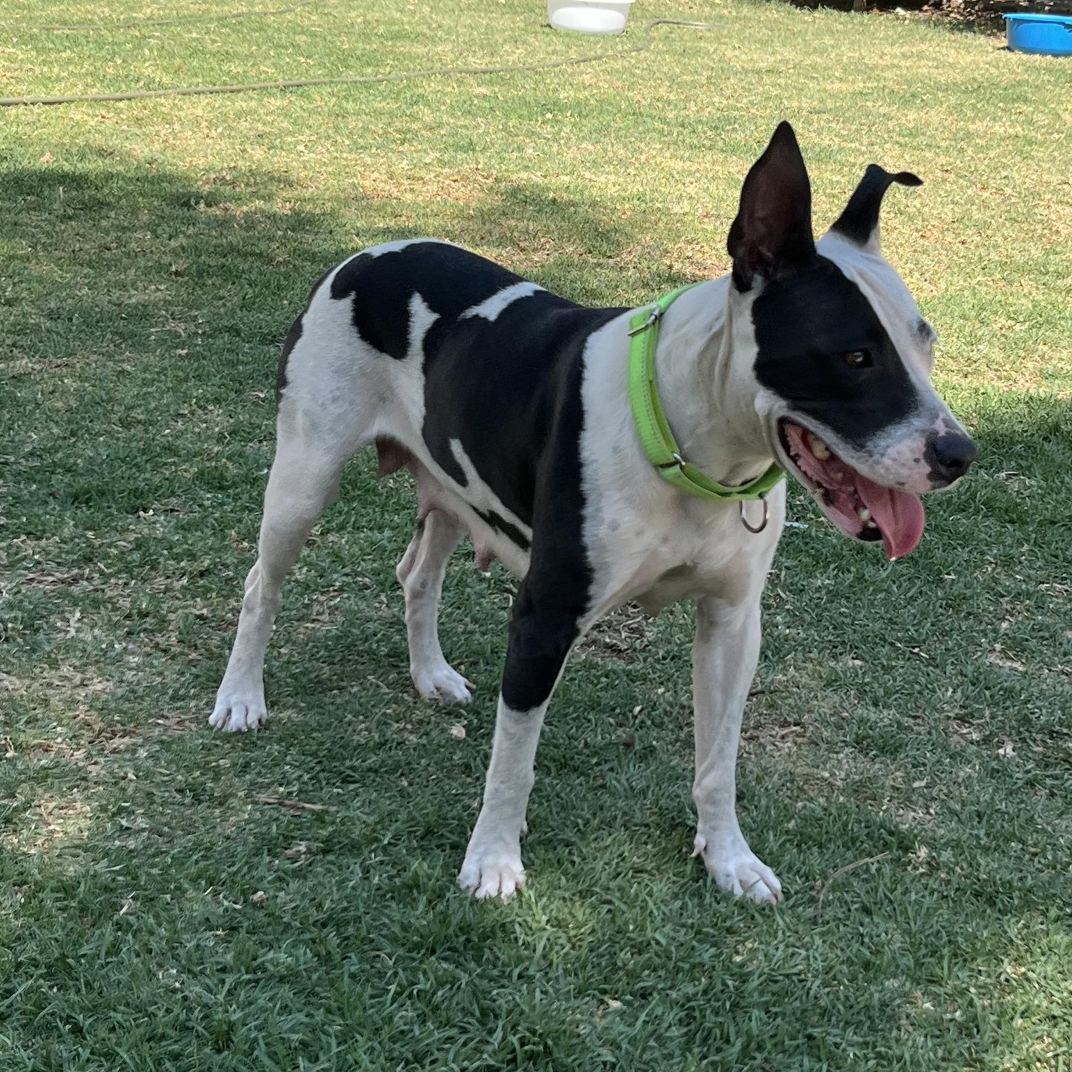 Enlarge Darla, a ADOPTABLE mixed breed in Manvel, TX image 2/6