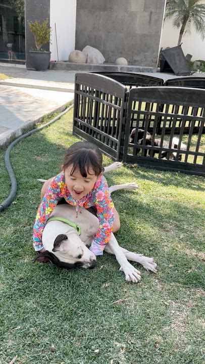 Enlarge Darla, a ADOPTABLE mixed breed in Manvel, TX video 4/6