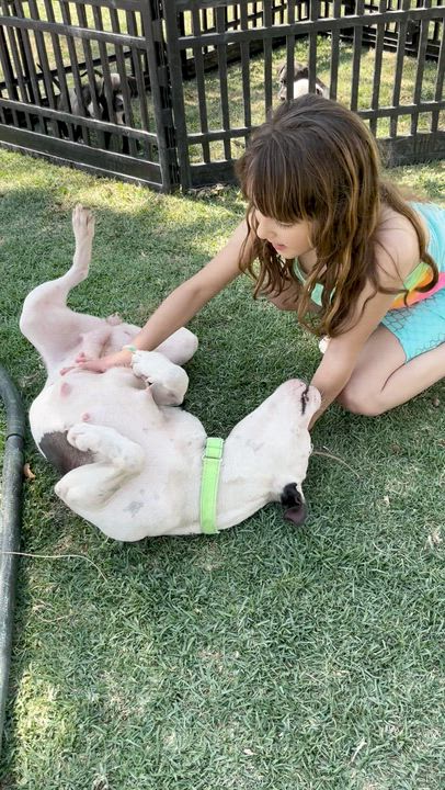 Enlarge Darla, a ADOPTABLE mixed breed in Manvel, TX video 3/6