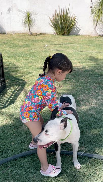 Enlarge Darla, a ADOPTABLE mixed breed in Manvel, TX video 5/6