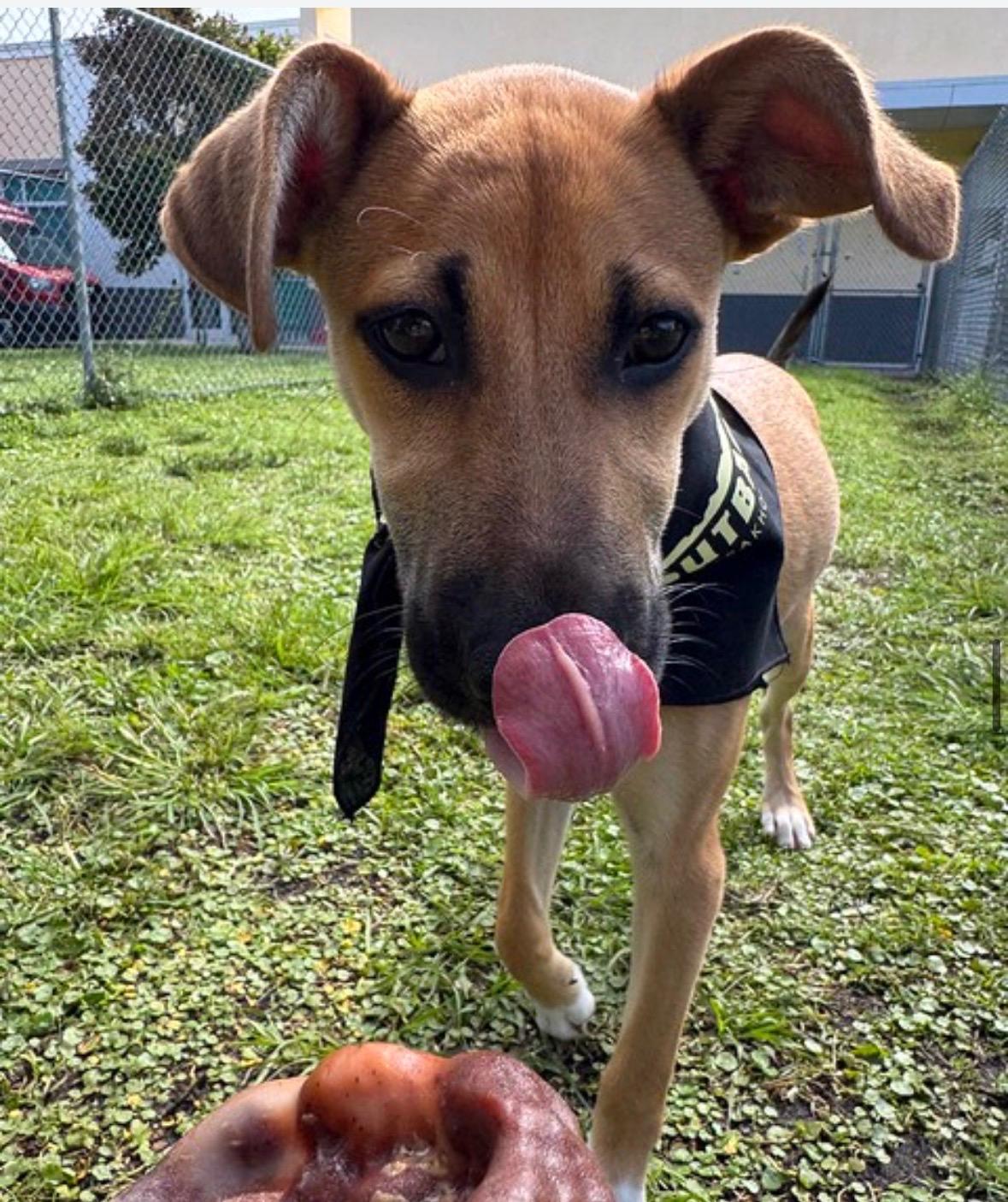 Macareno 3323, ADOPTABLE, Puppy Male Terrier.