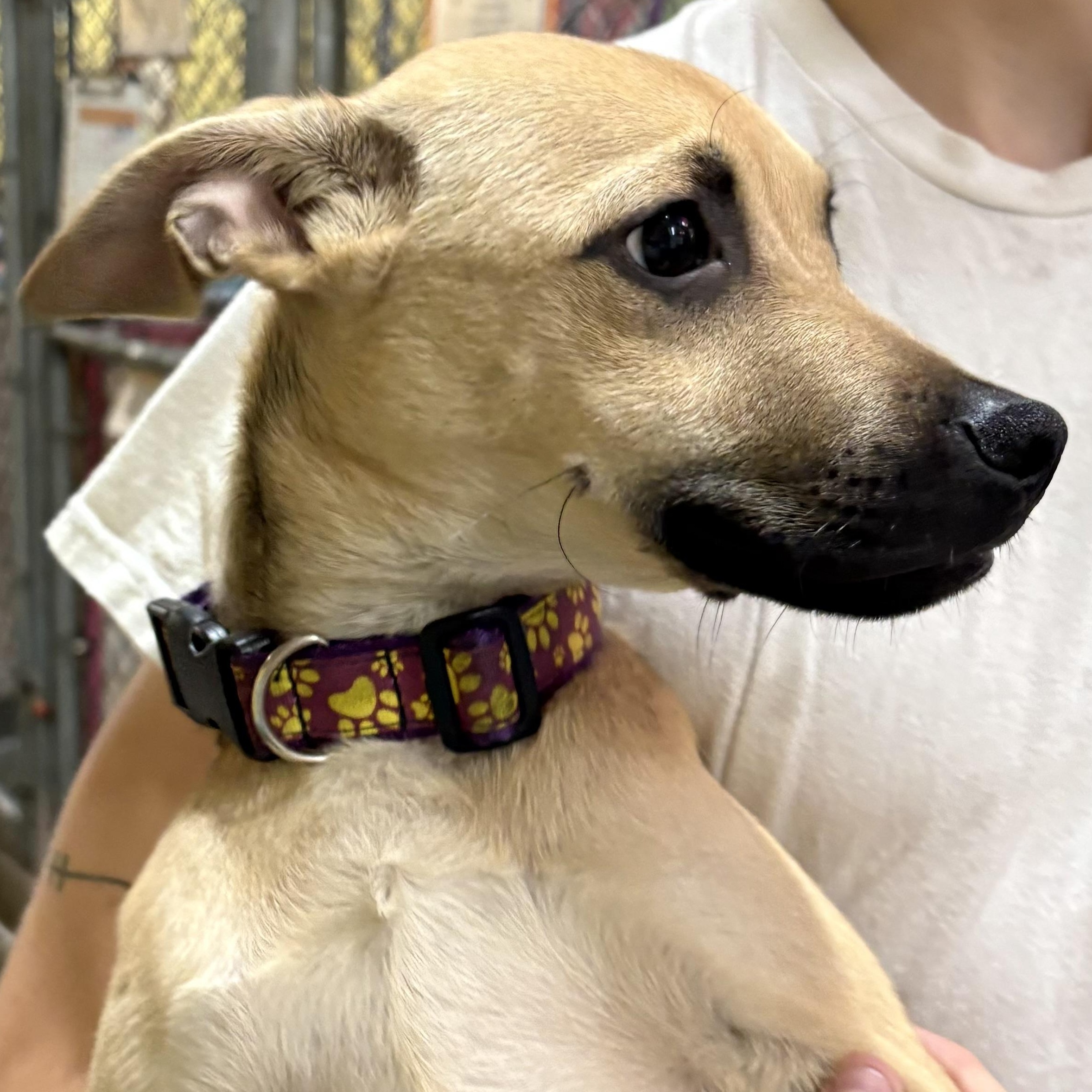 Enlarge Macareno 3323, a ADOPTABLE Mixed Breed in Boca Raton, FL image 1/2