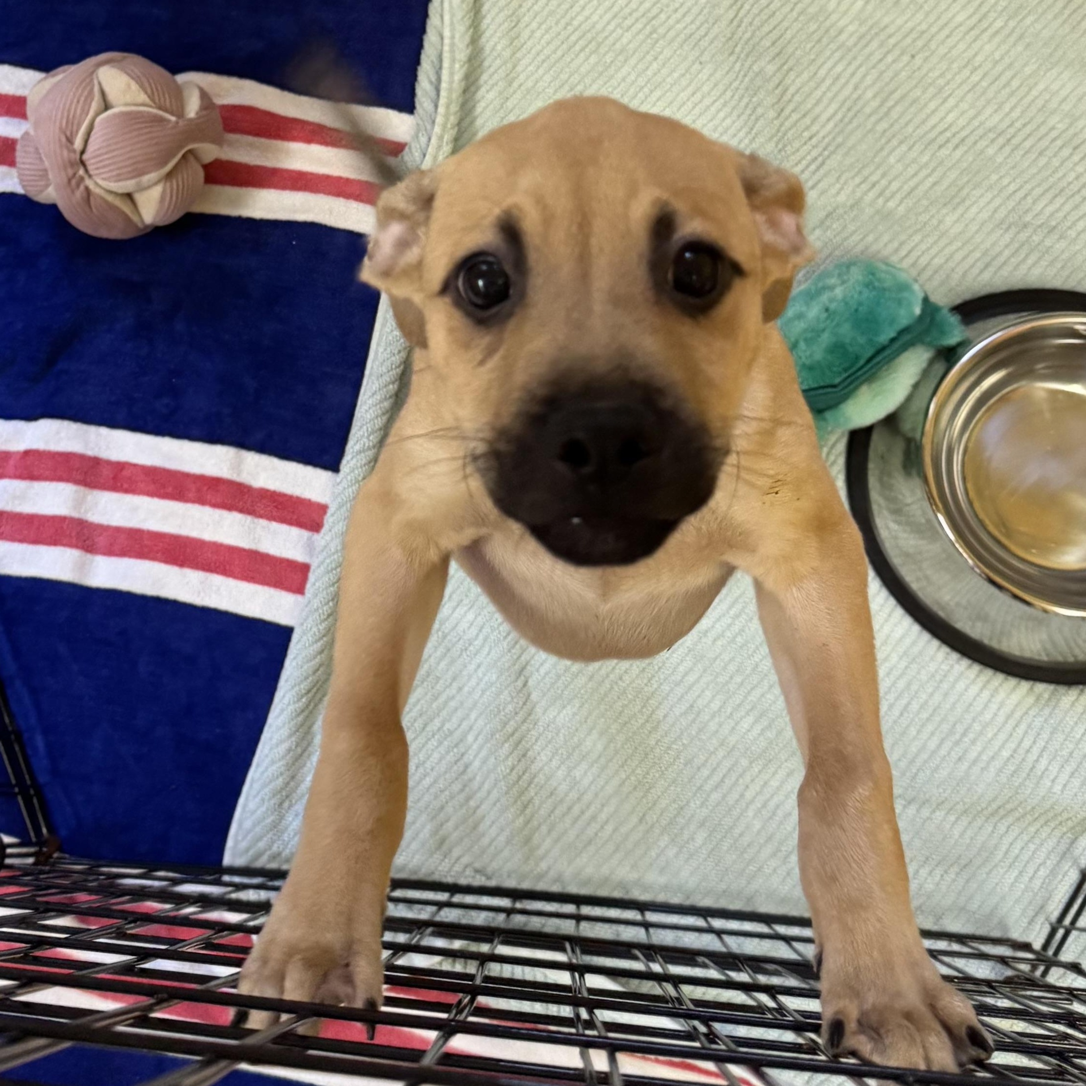 Enlarge Macareno 3323, a ADOPTABLE Mixed Breed in Boca Raton, FL image 2/2