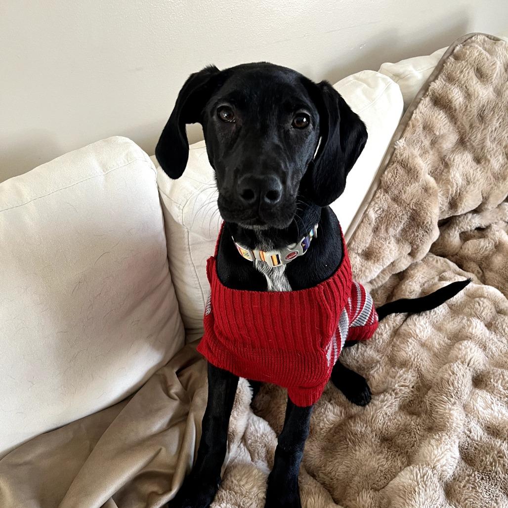 Faith, Adoptable, Puppy Female Mixed Breed.