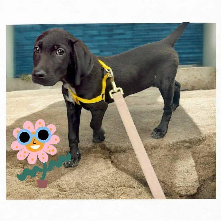 Faith, Adoptable, Puppy Female Mixed Breed.