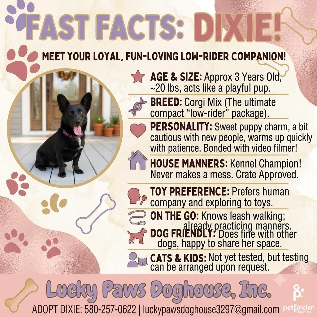 Enlarge Dixie, an adopted mixed breed in Madison, WI image 2/5