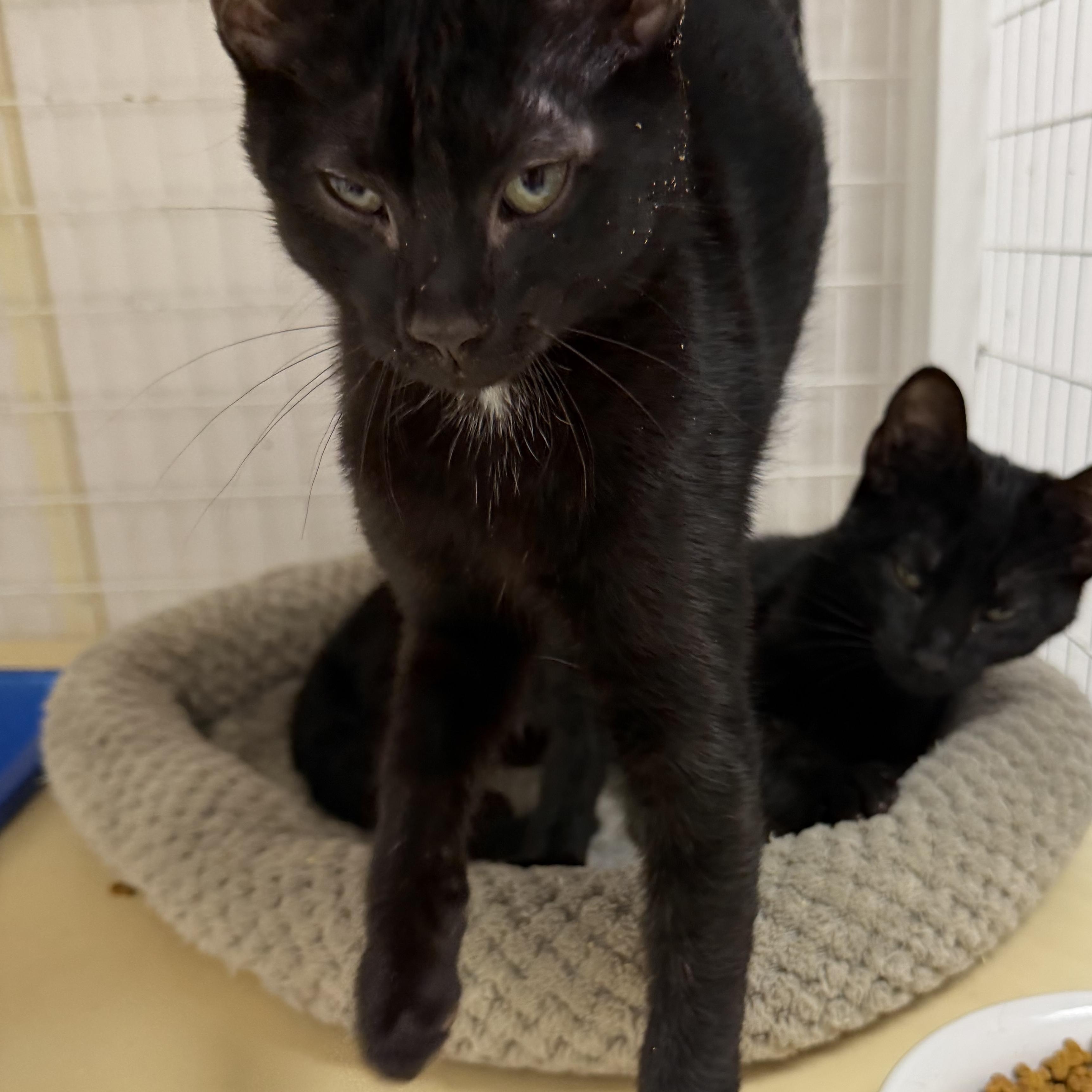 Enlarge Ran, a Adoptable Domestic Short Hair in Senatobia, MS image 2/2