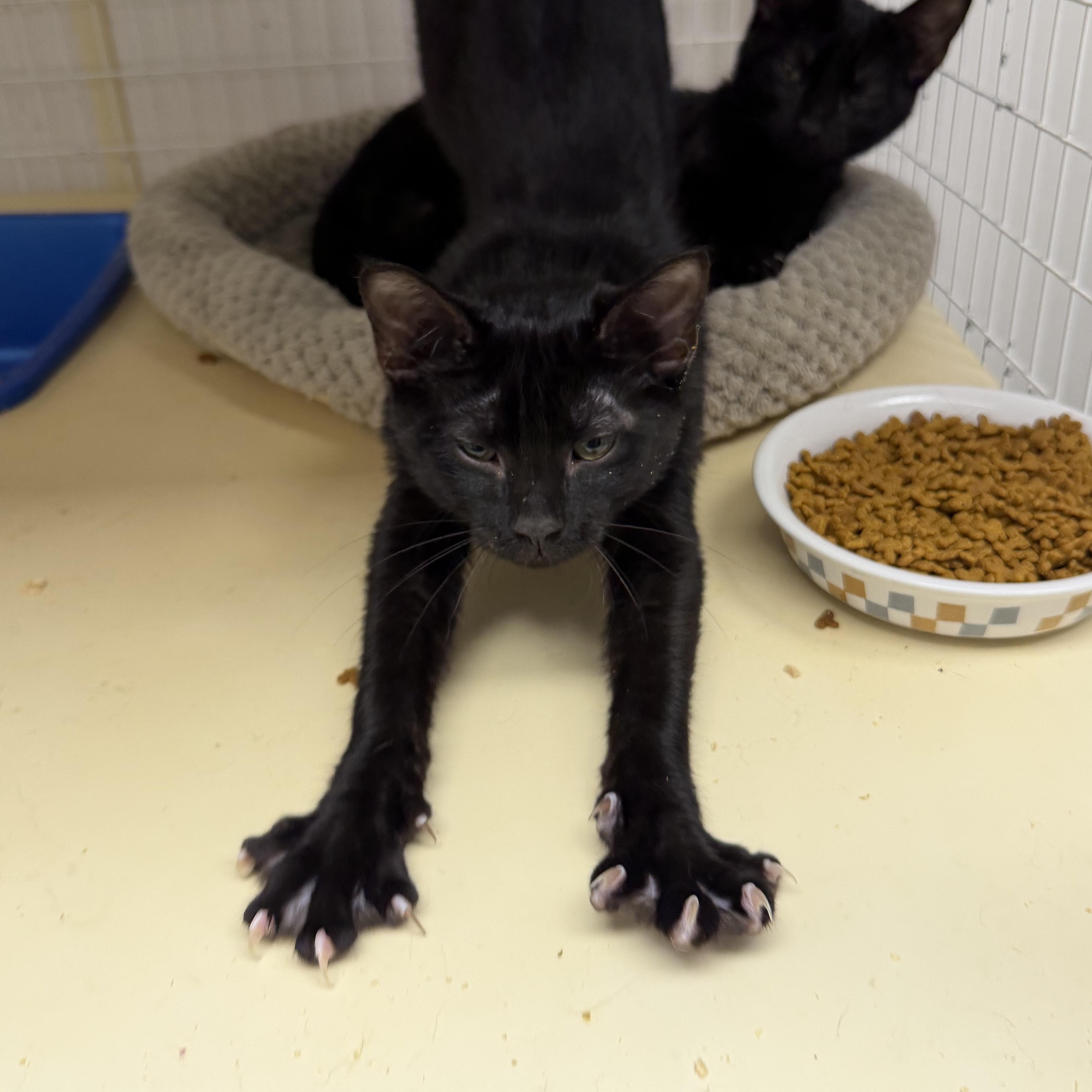 Ran, Adoptable, Young Male Domestic Short Hair.