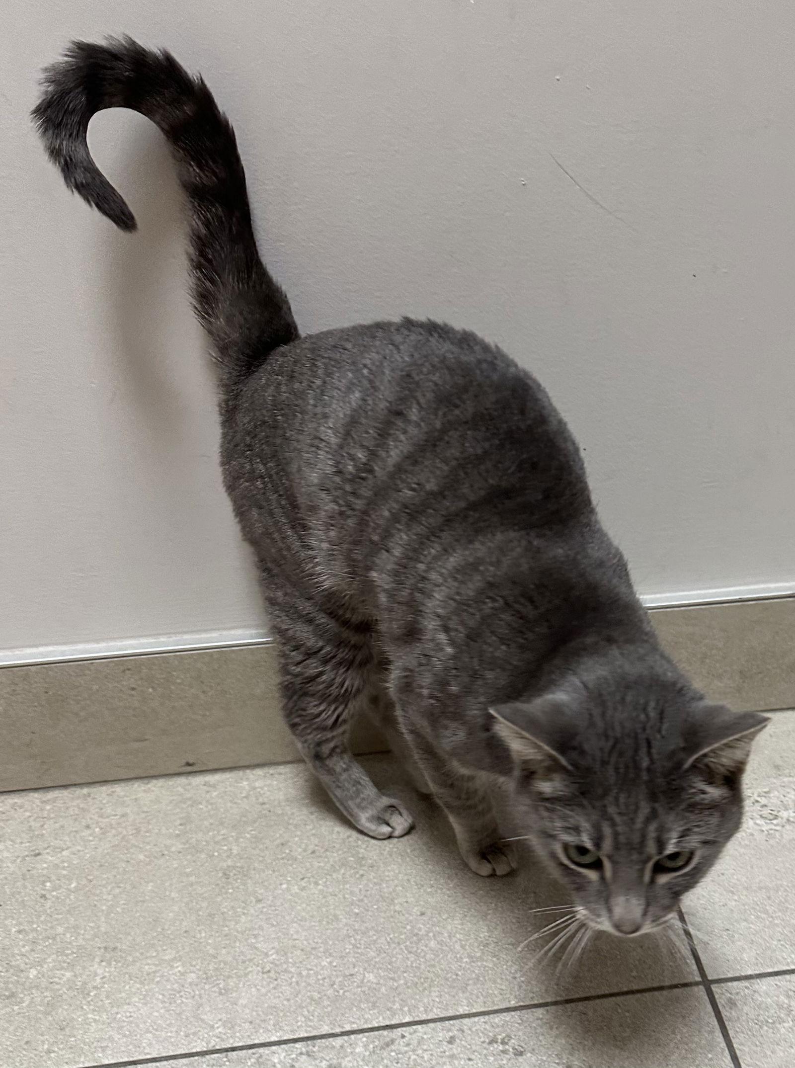 Enlarge Olivia, a Adoptable Domestic Short Hair in Rowlett, TX image 1/2