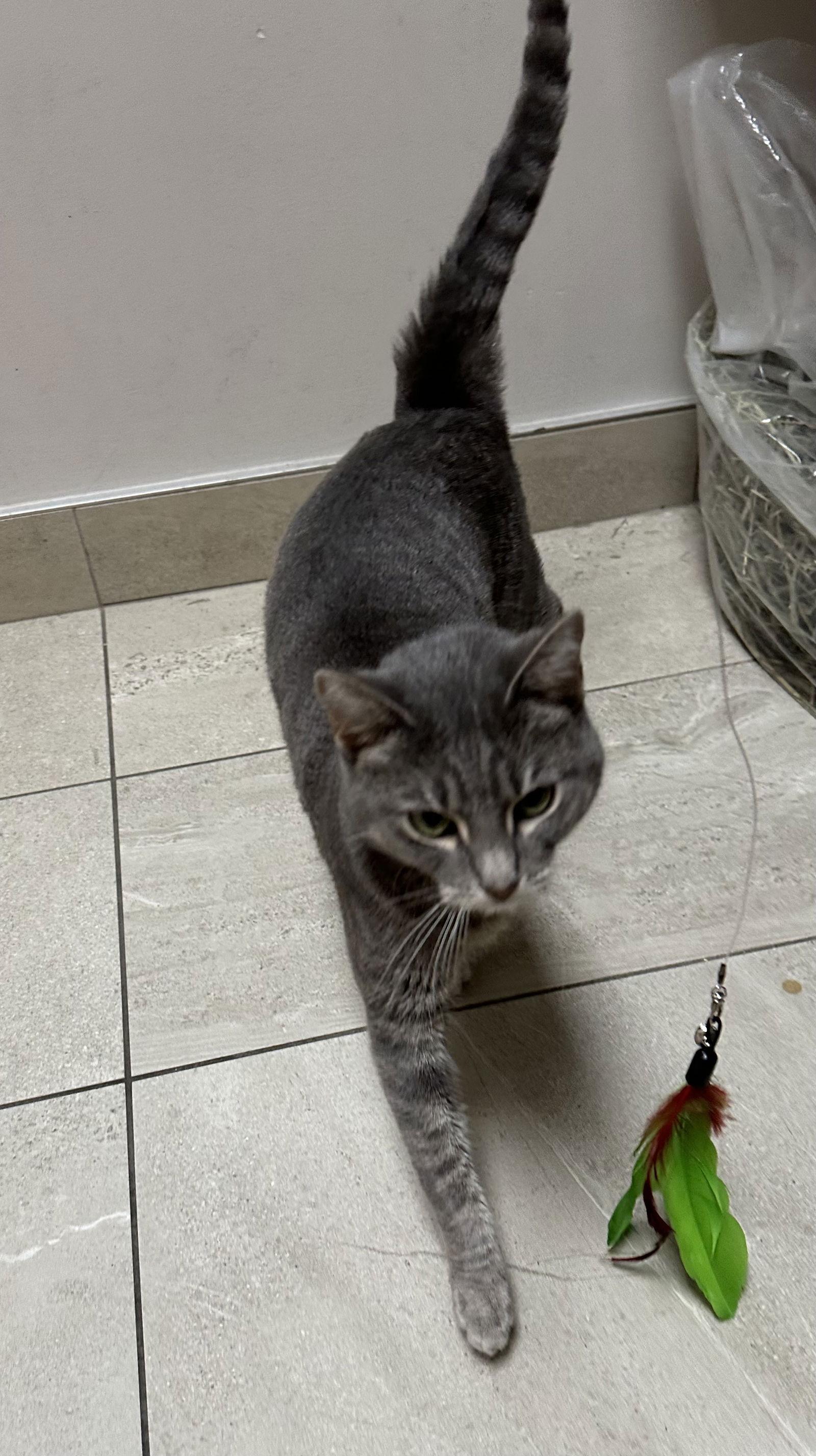 Enlarge Olivia, a Adoptable Domestic Short Hair in Rowlett, TX image 2/2