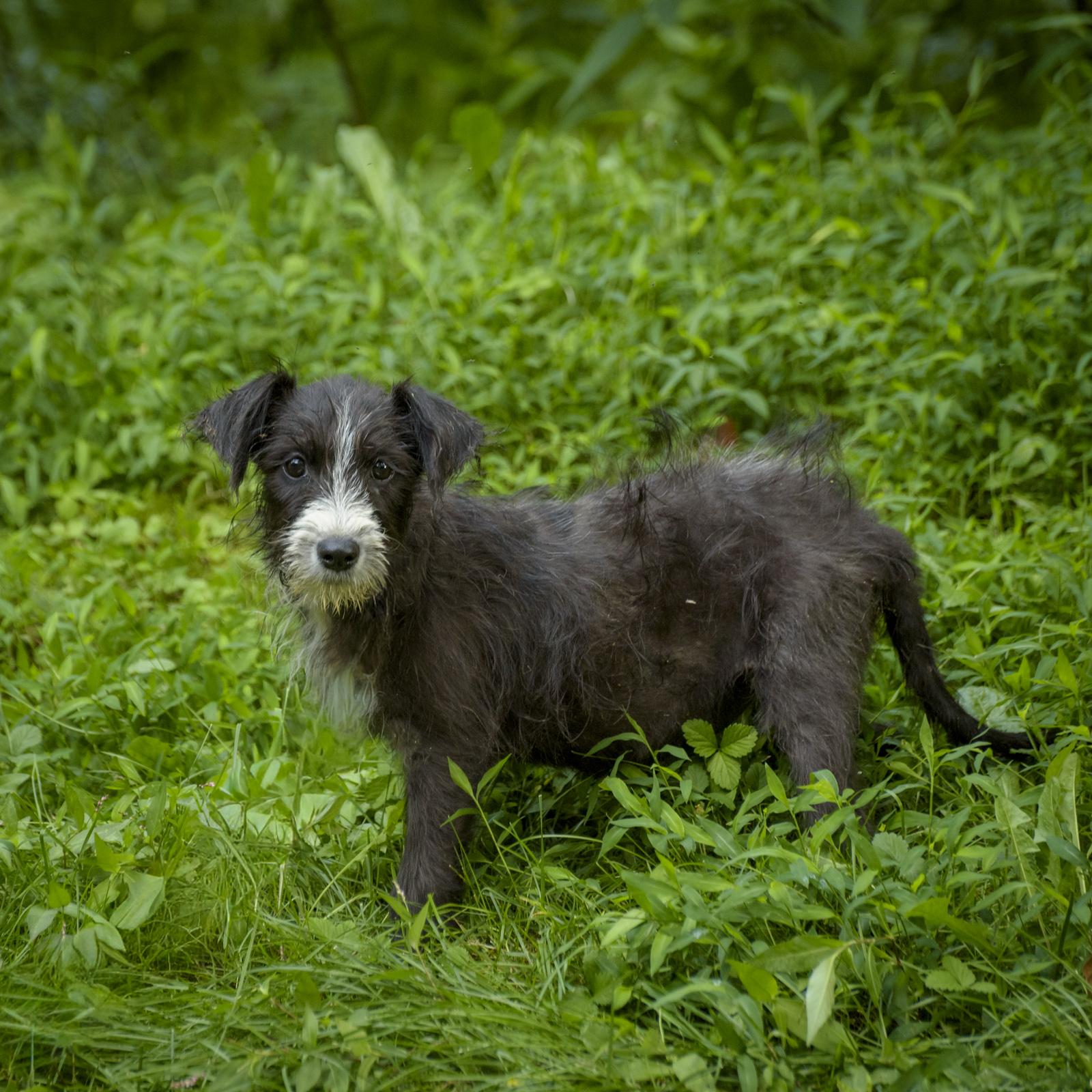 Enlarge Sable, a Adoptable Wirehaired Terrier in Lambertville, NJ image 2/3