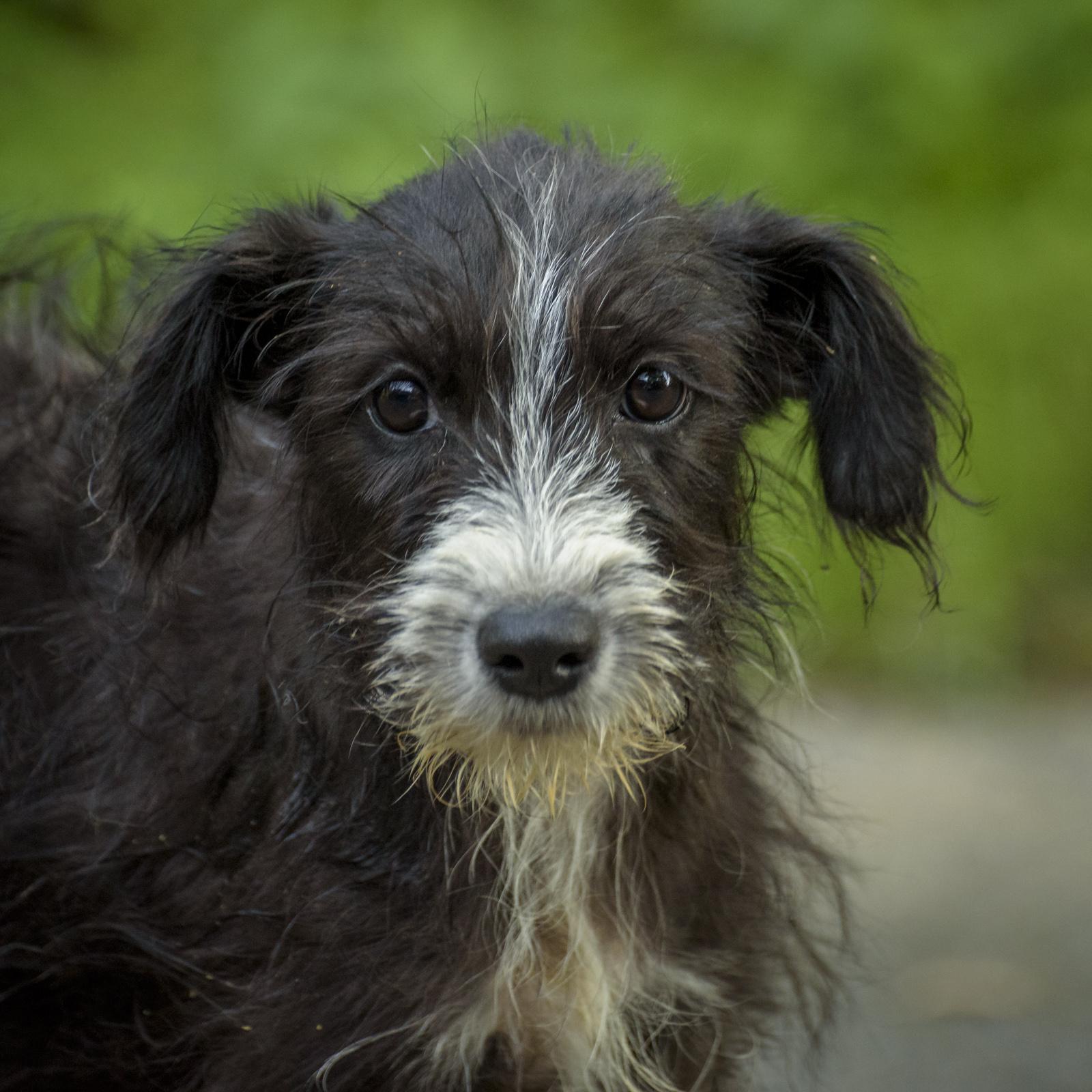 Sable photo