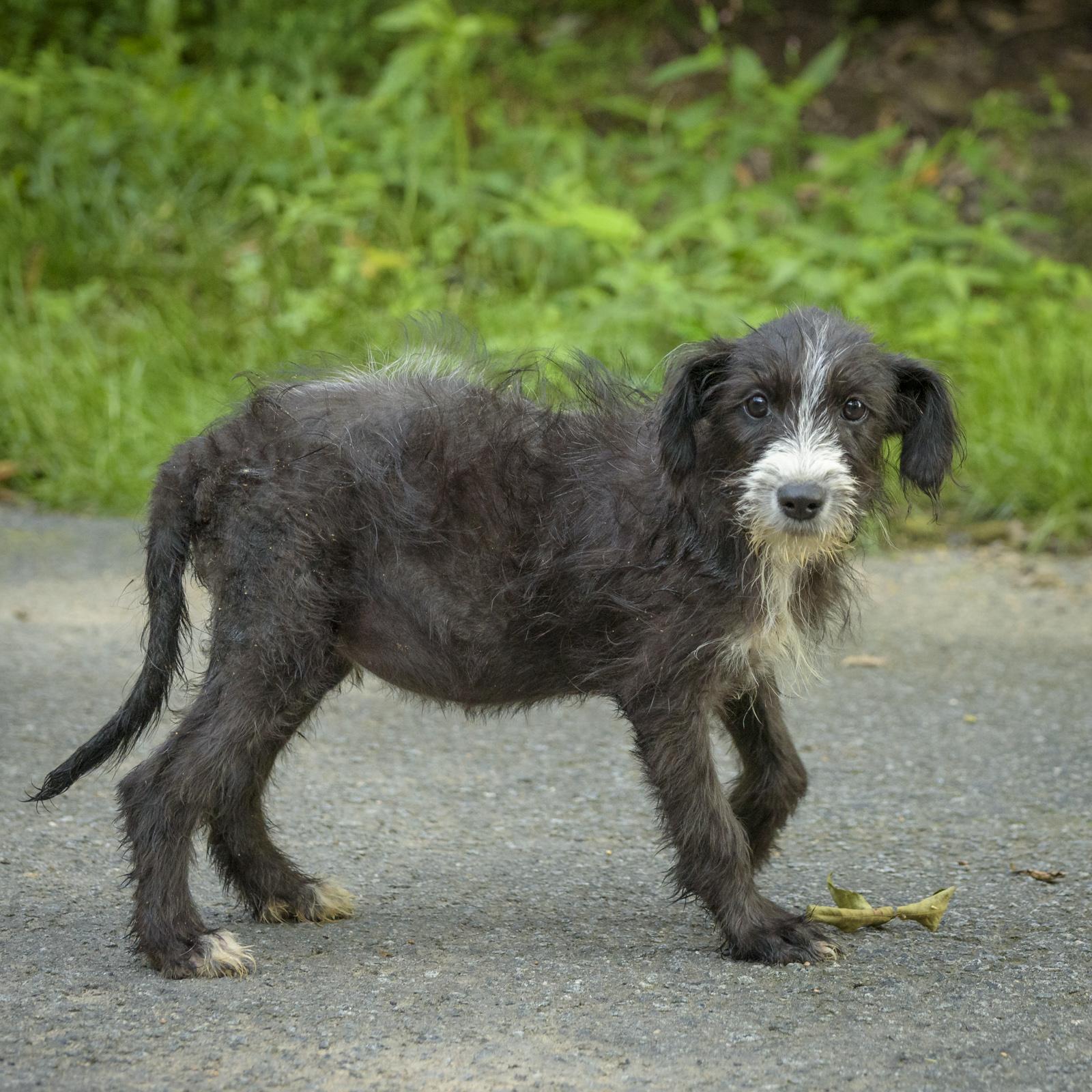Enlarge Sable, a Adoptable Wirehaired Terrier in Lambertville, NJ image 3/3