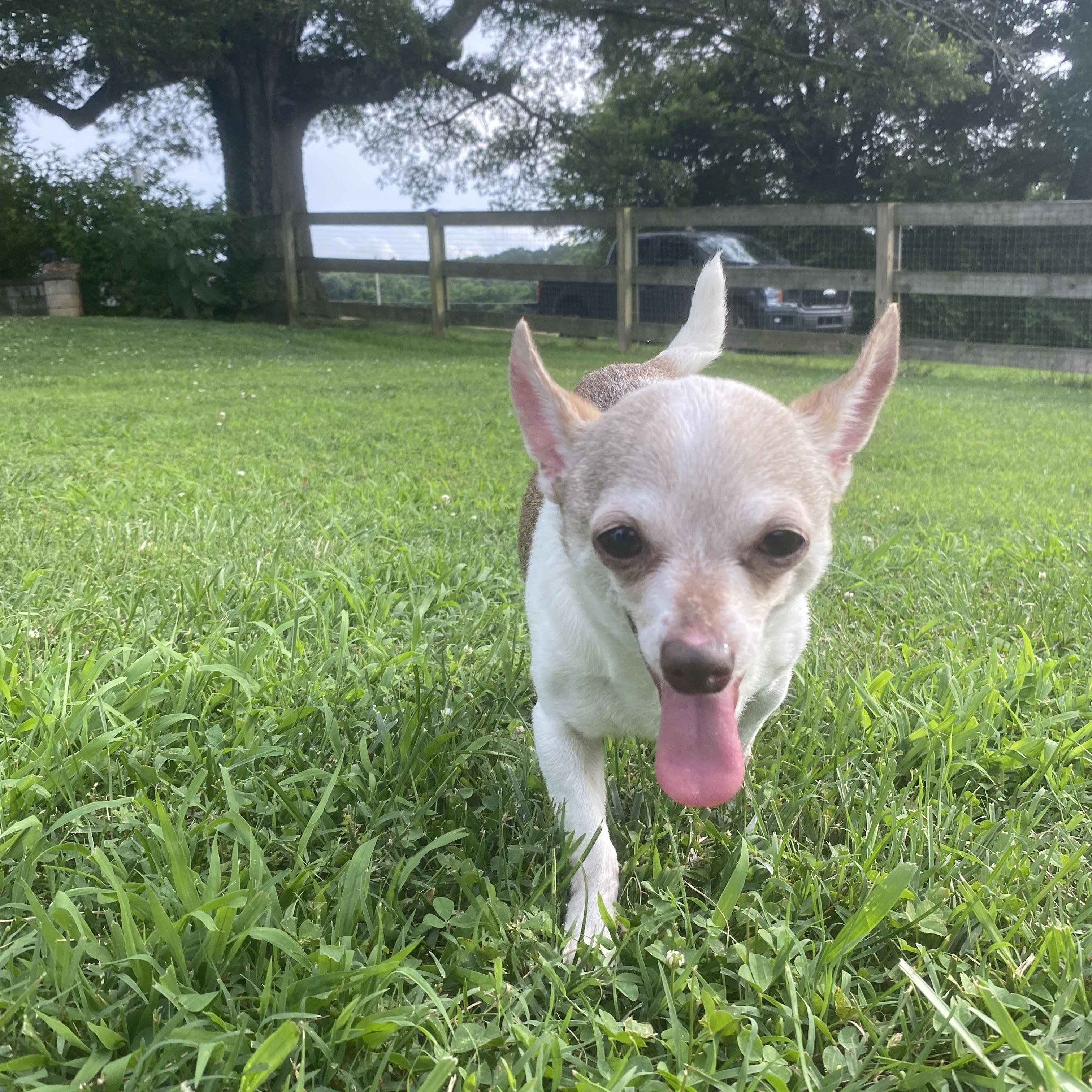 Enlarge Scarlett, a Adopted mixed breed in Albemarle, NC image 2/4