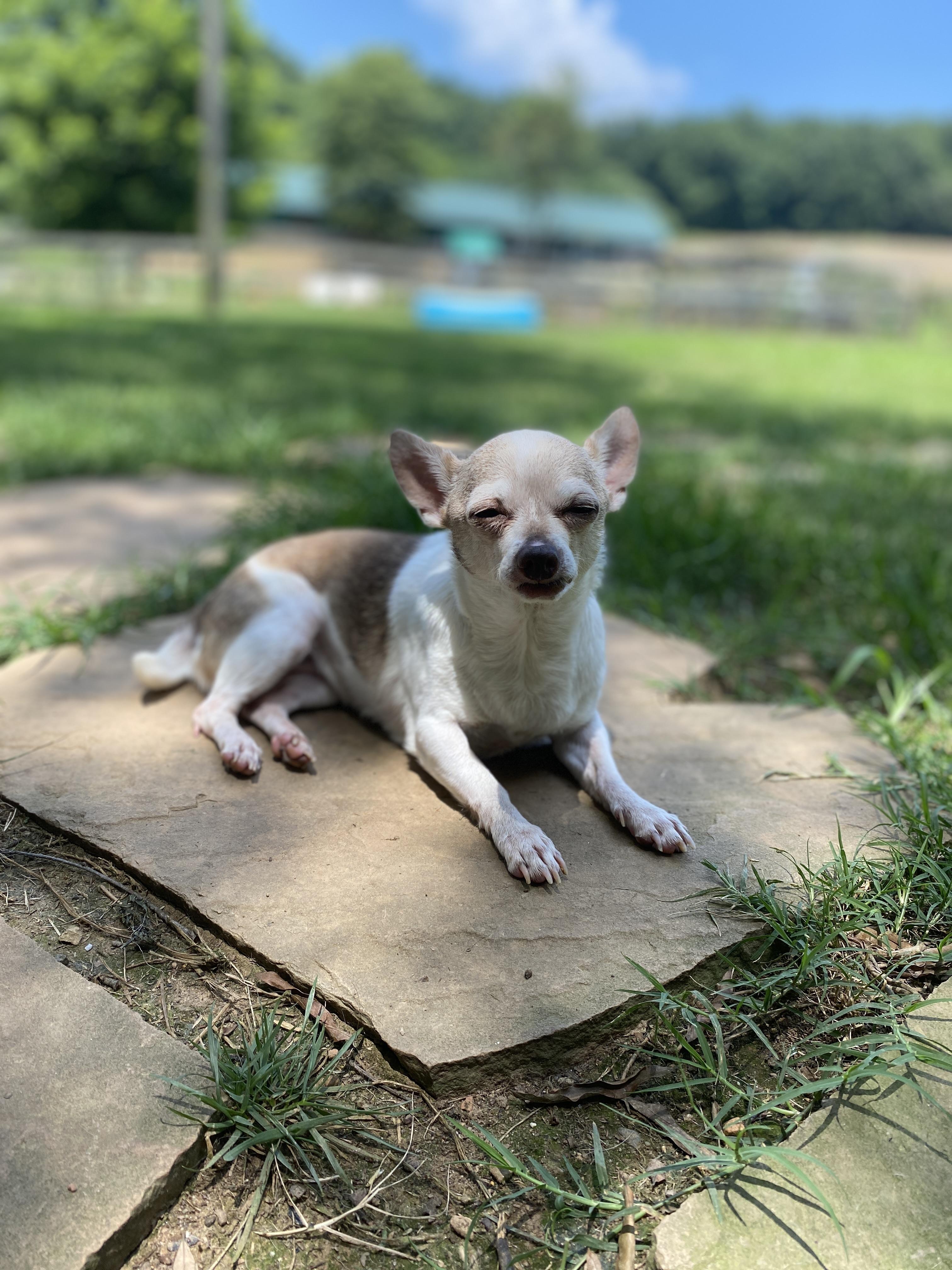 Enlarge Scarlett, a Adopted mixed breed in Albemarle, NC image 3/4