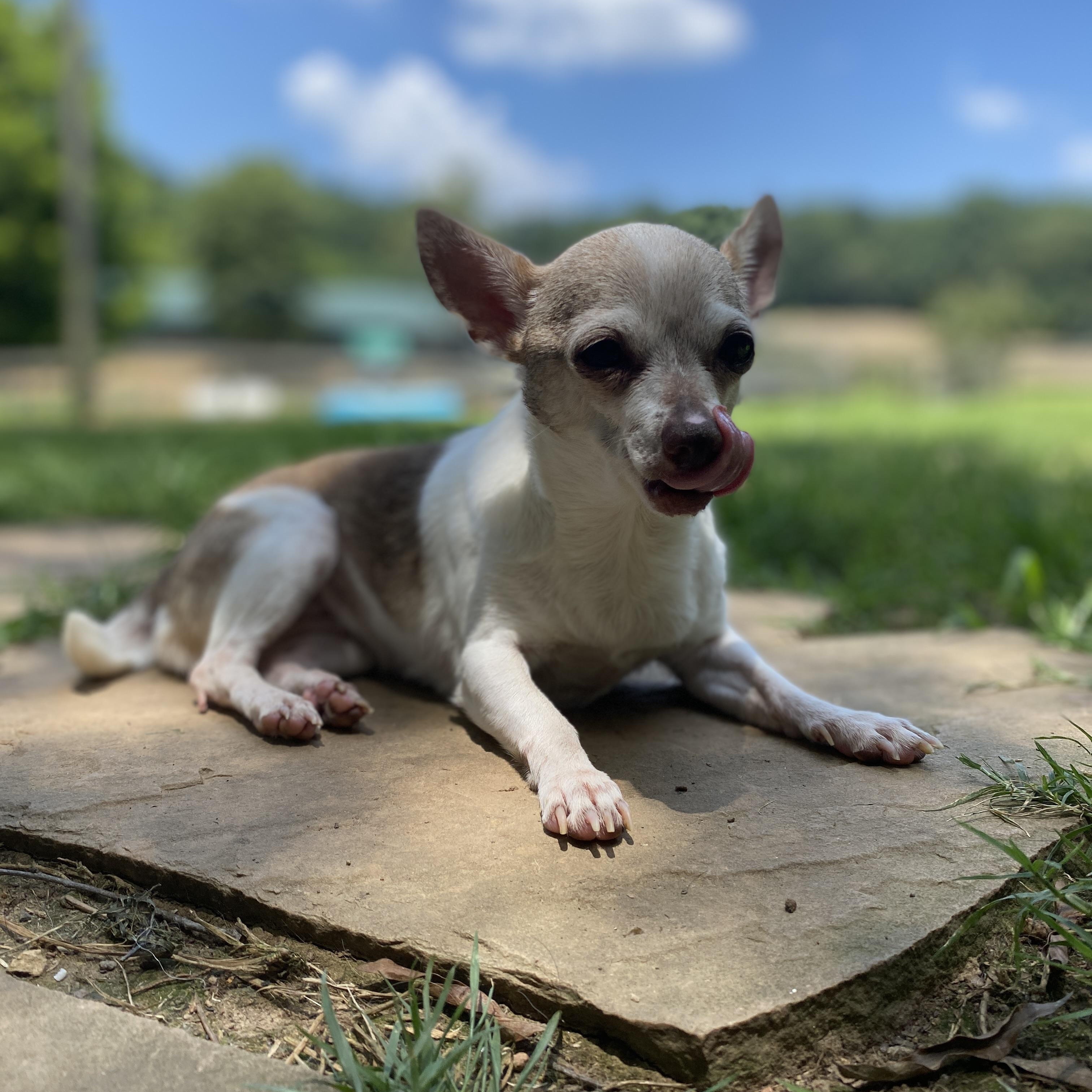 Enlarge Scarlett, a Adopted mixed breed in Albemarle, NC image 1/4