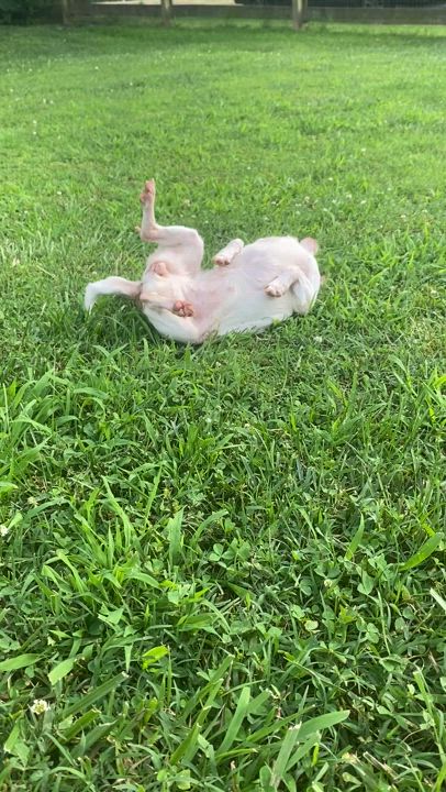 Enlarge Scarlett, a Adopted mixed breed in Albemarle, NC video 4/4