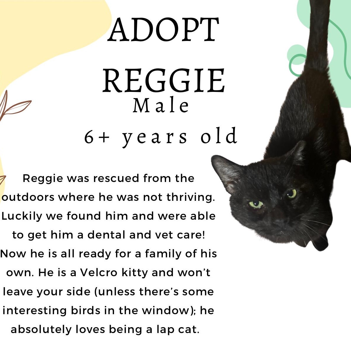 Reginald, a Adoptable mixed breed in Scranton, PA image 3/6