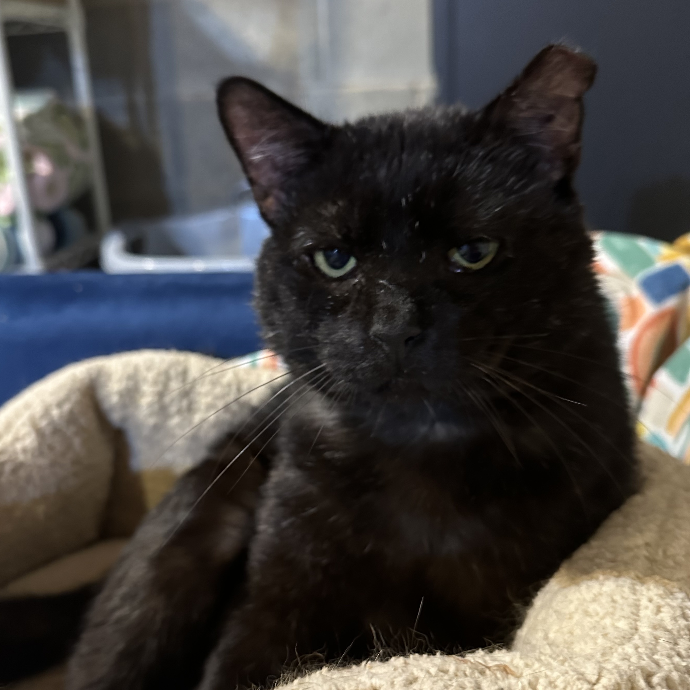Reginald photo 4