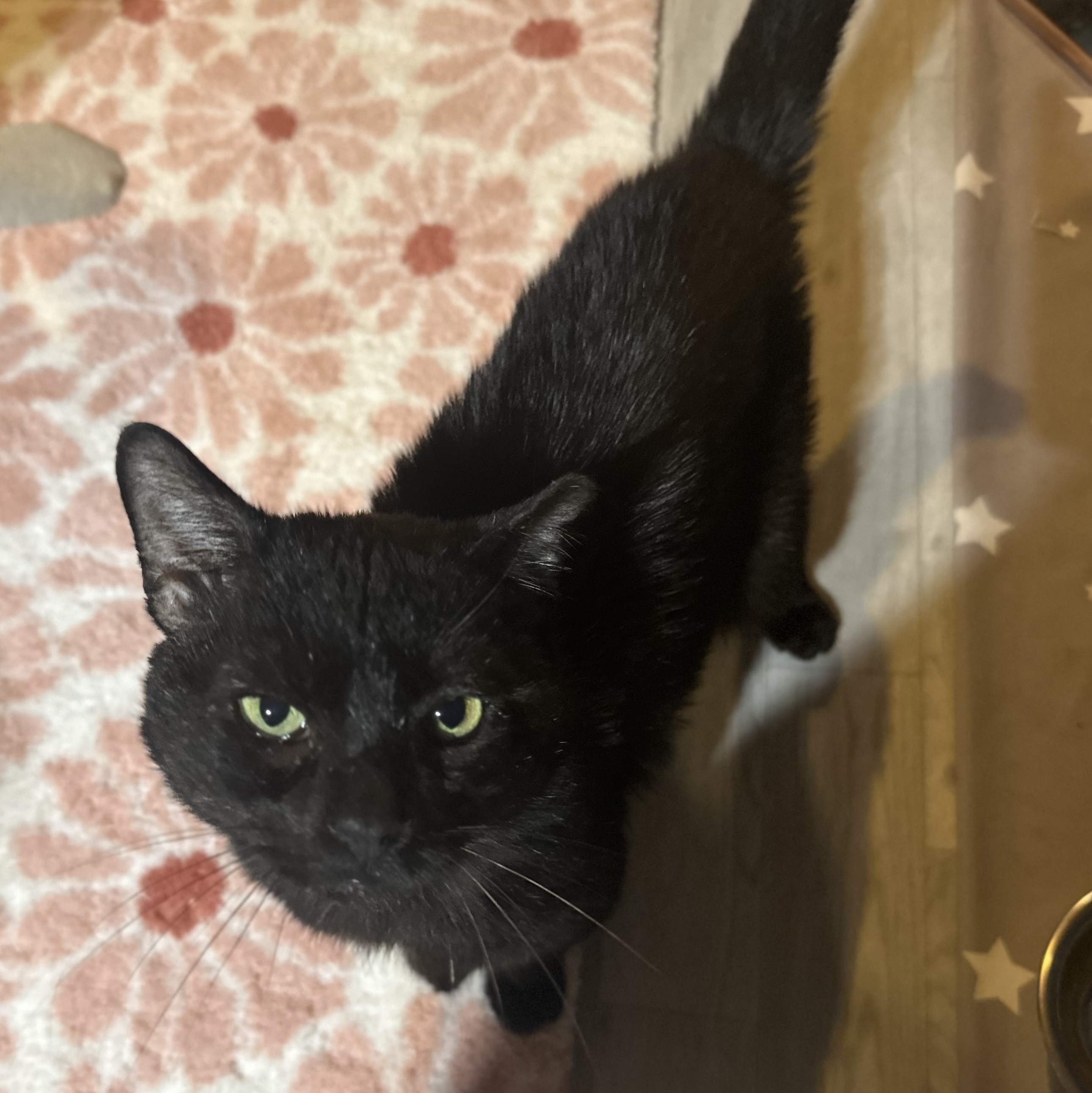 Reginald, a Adoptable mixed breed in Scranton, PA image 6/6