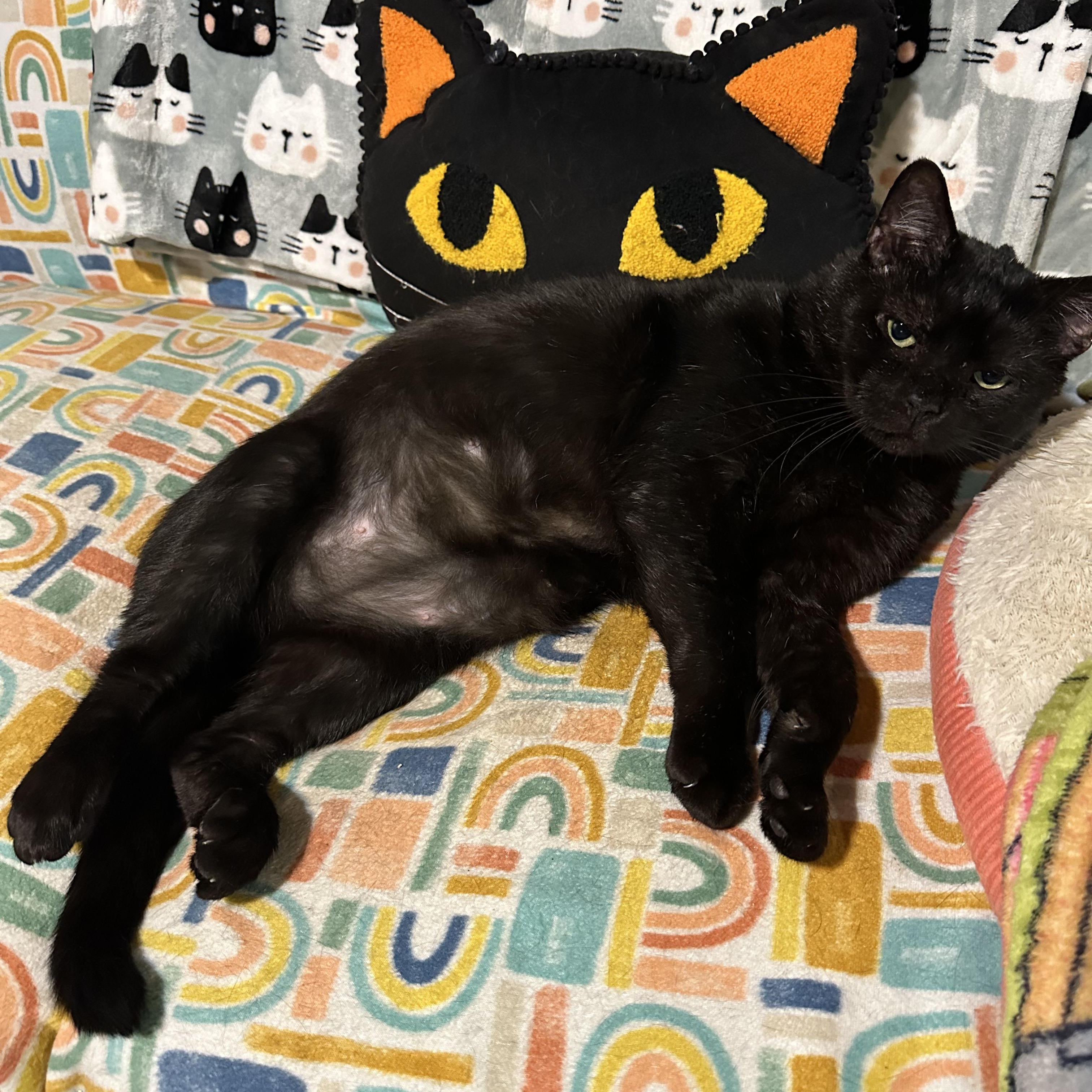 Reginald, a Adoptable mixed breed in Scranton, PA image 5/6