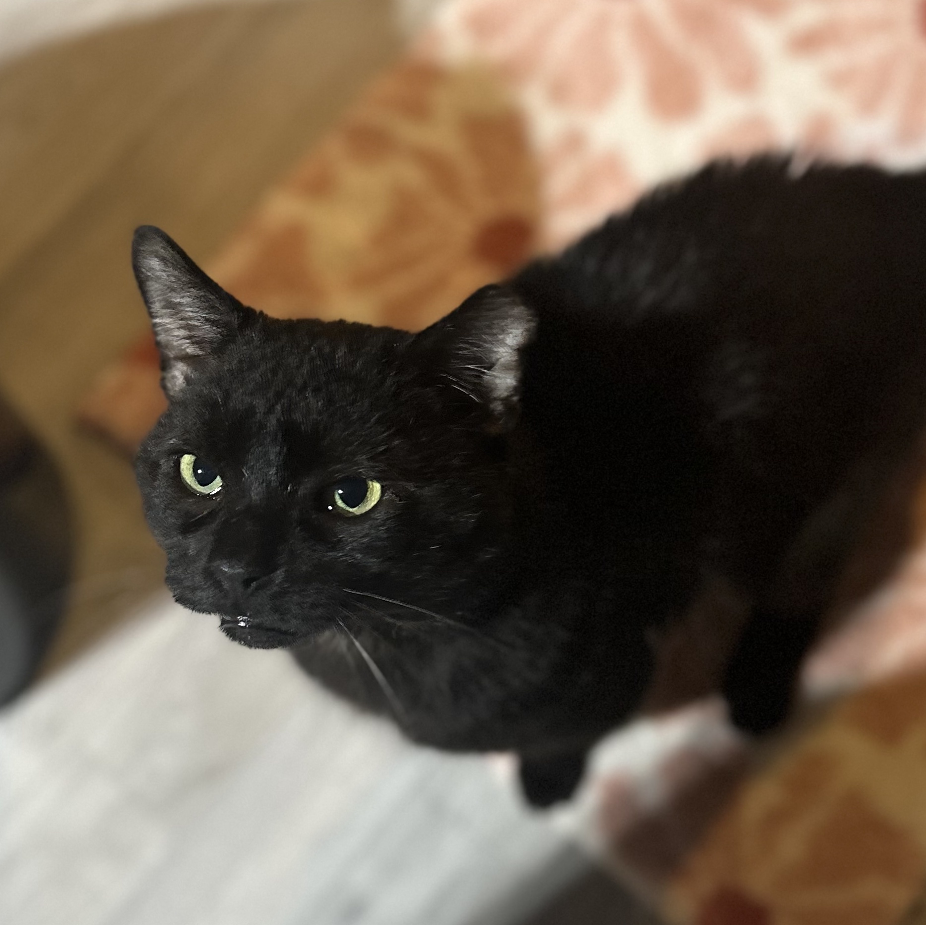 Reginald, a Adoptable mixed breed in Scranton, PA image 4/6