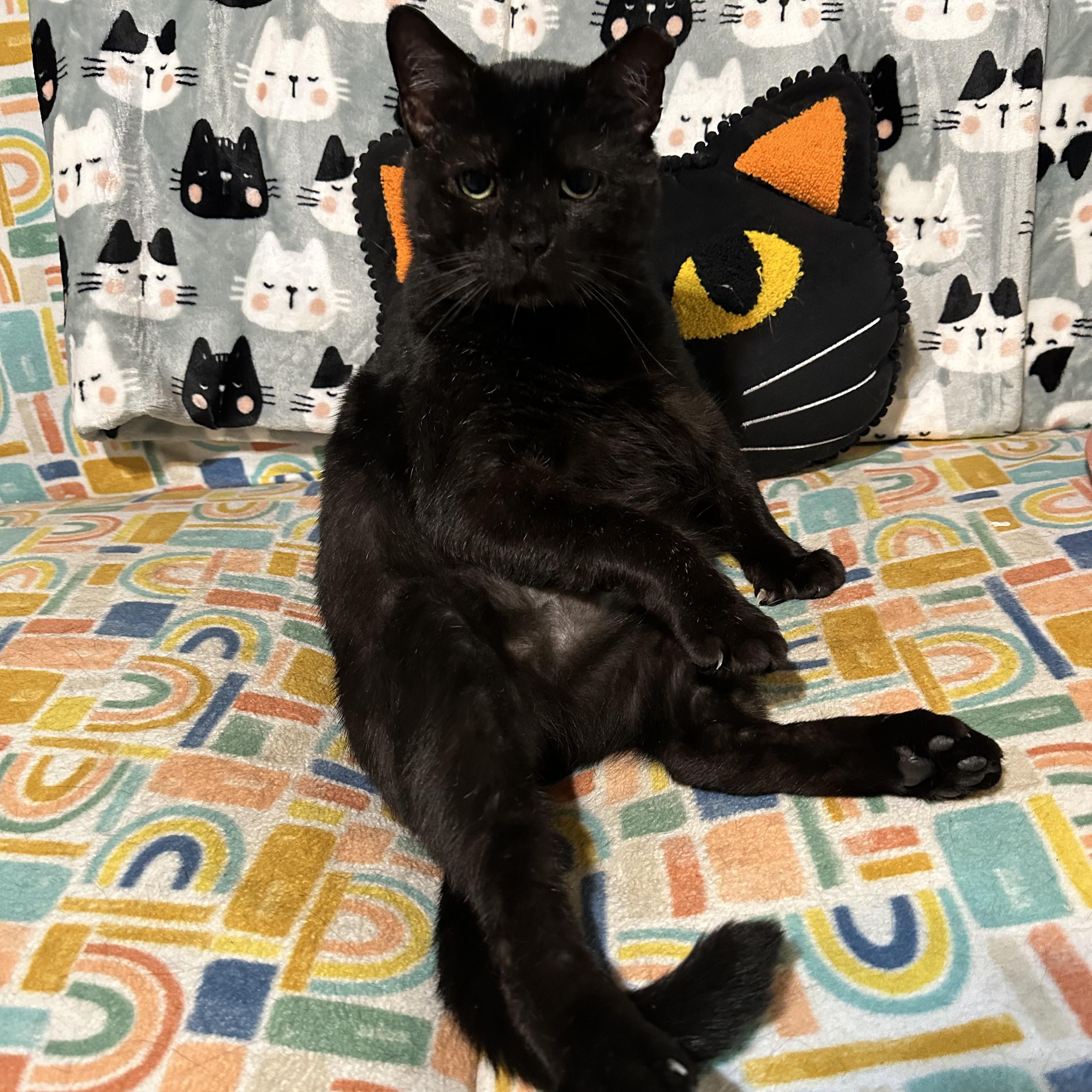 Reginald, a Adoptable mixed breed in Scranton, PA image 1/6