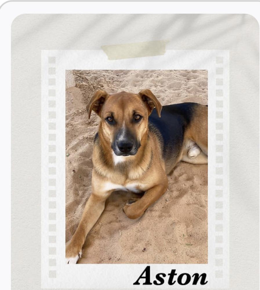 Aston, Adopted, Adult Male Shepherd.
