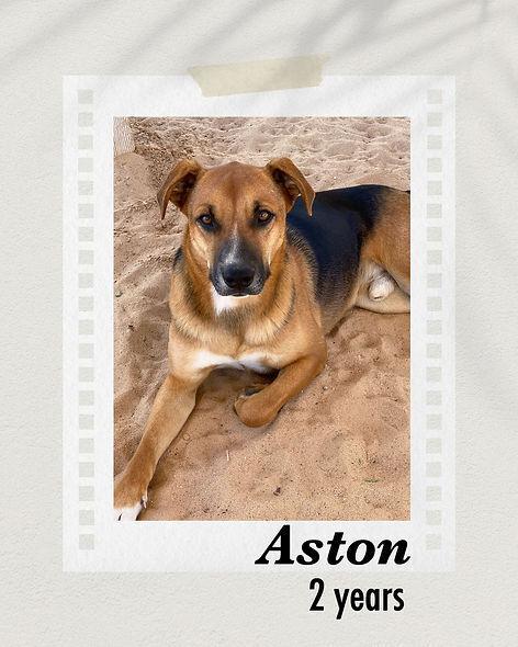 Enlarge Aston, a Adopted mixed breed in Puerto Penasco, SON image 2/2