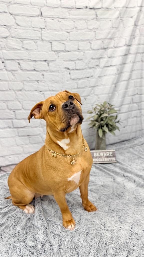 Enlarge Phoenix, a Adoptable mixed breed in Muskegon, MI image 1/4
