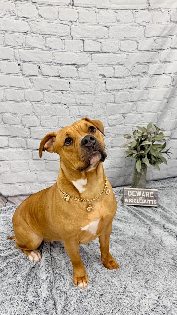 Enlarge Phoenix, a Adoptable mixed breed in Muskegon, MI image 2/4