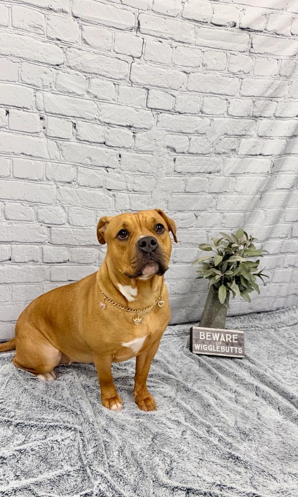 Enlarge Phoenix, a Adoptable mixed breed in Muskegon, MI image 3/4