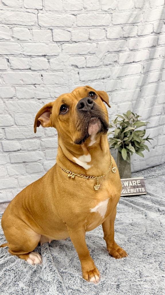 Enlarge Phoenix, a Adoptable mixed breed in Muskegon, MI image 4/4