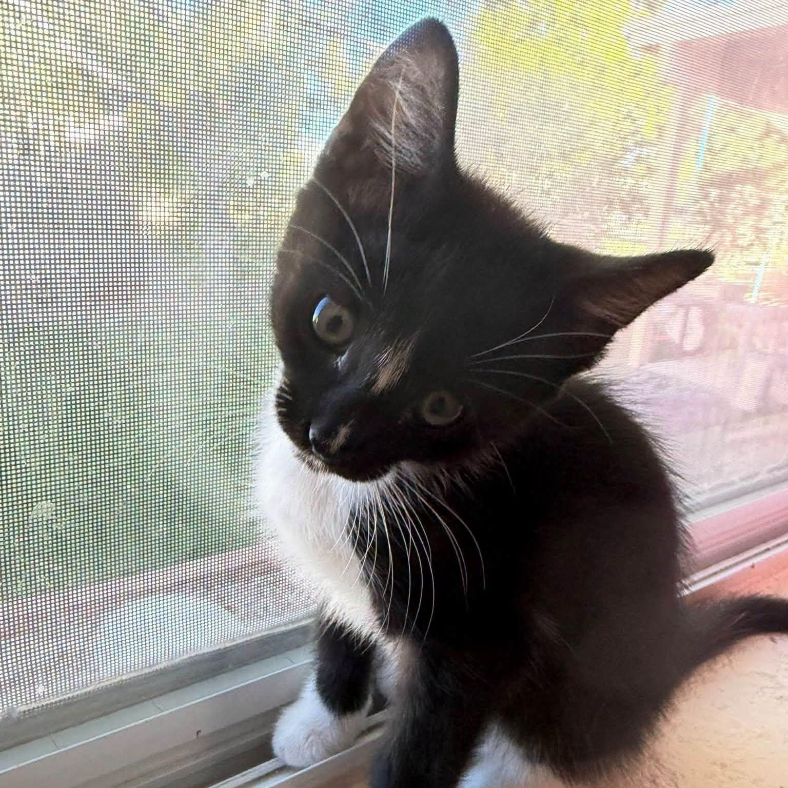 Enlarge Corduroy, a Adopted Domestic Short Hair in Queen Creek, AZ image 3/5