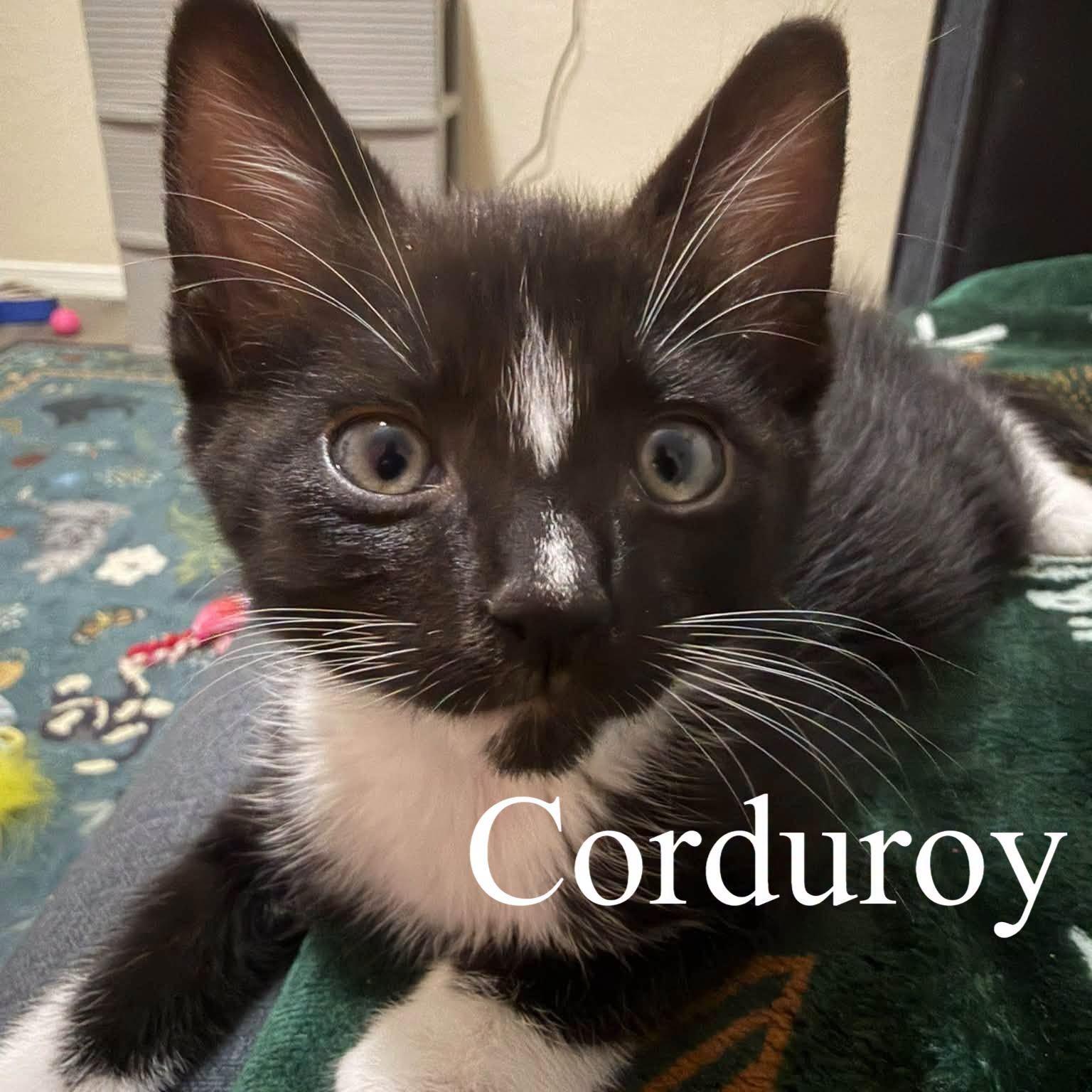 Corduroy, Adopted, Kitten Male Domestic Short Hair.