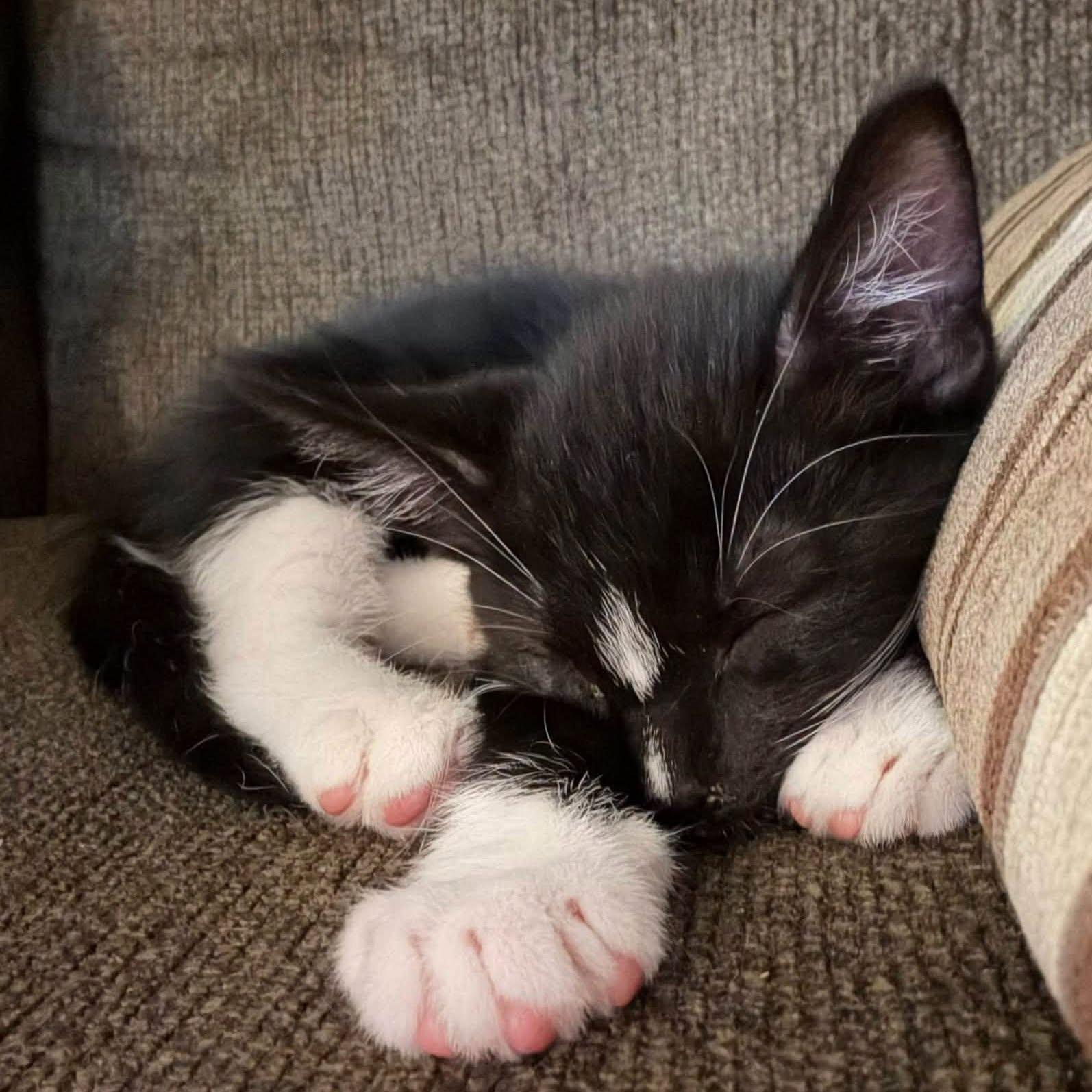 Enlarge Corduroy, a Adopted Domestic Short Hair in Queen Creek, AZ image 2/5