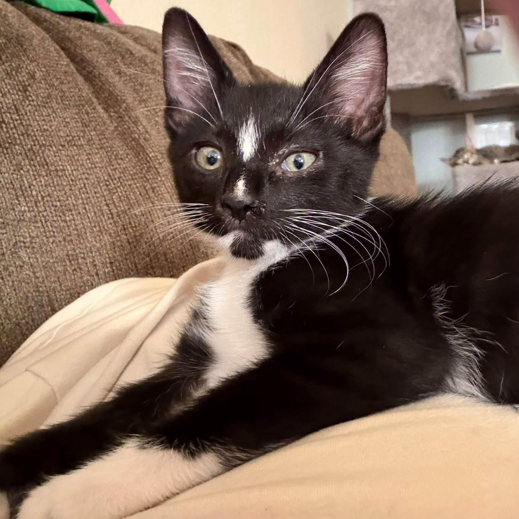 Enlarge Corduroy, a Adopted Domestic Short Hair in Queen Creek, AZ image 5/5