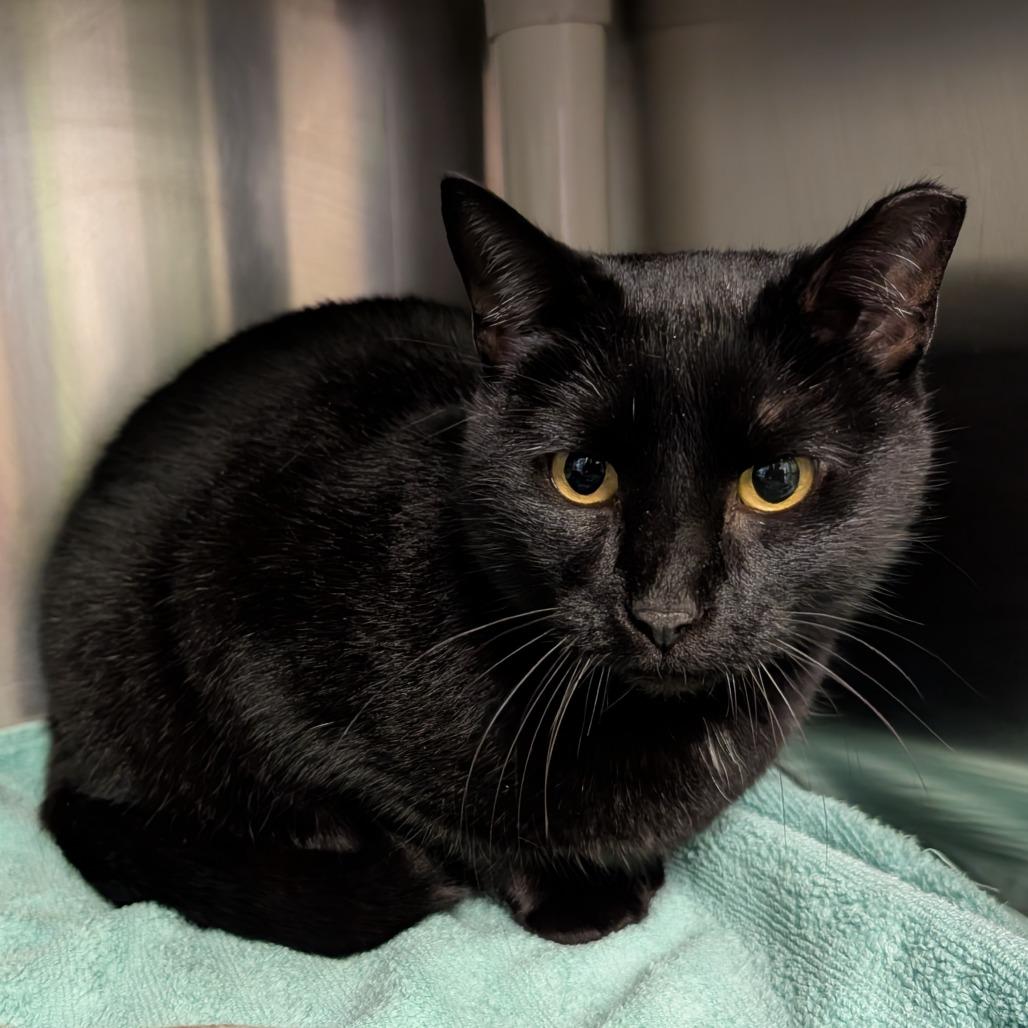 Queen, Adoptable, Adult Female Domestic Short Hair.