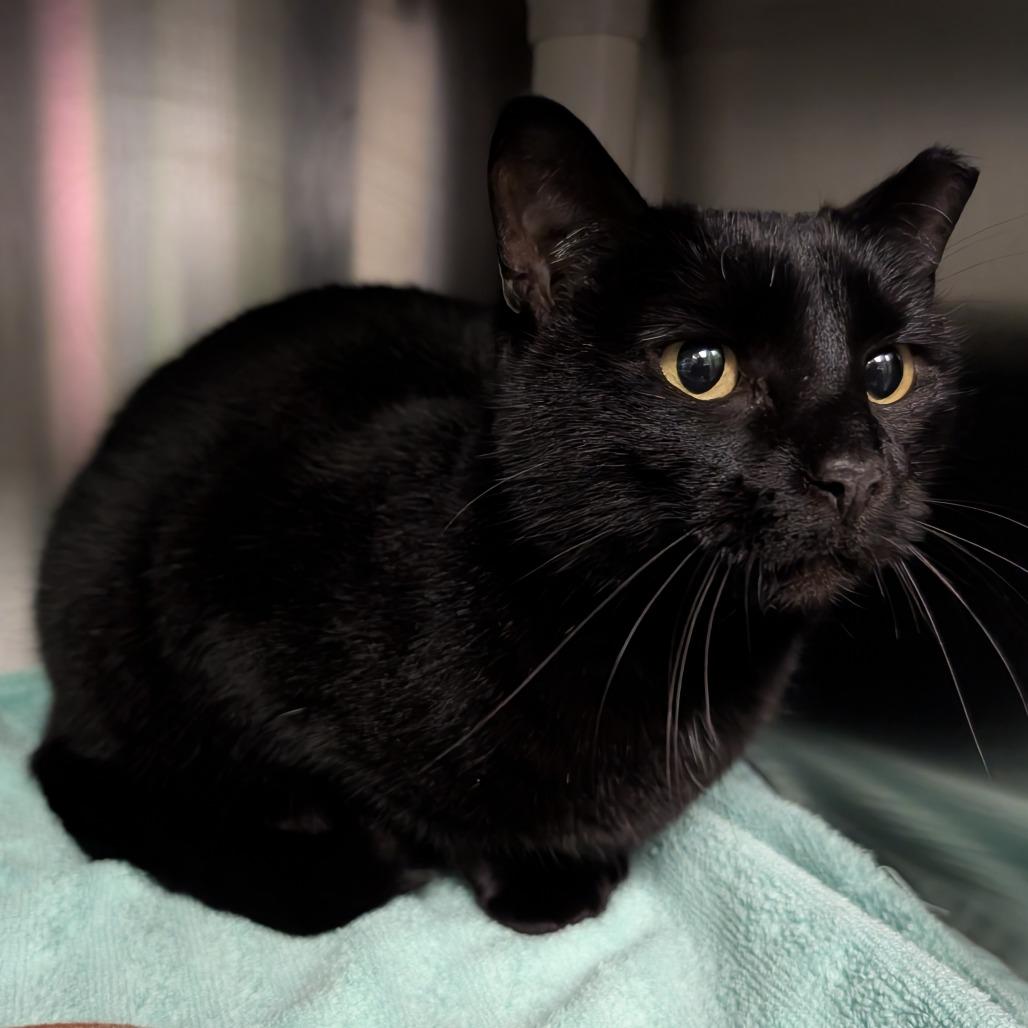 Enlarge Queen, a Adoptable Domestic Short Hair in Emporia, KS image 2/4