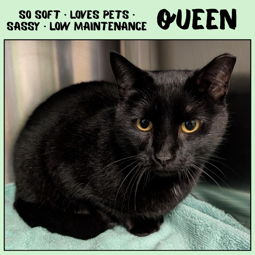 Enlarge Queen, a Adoptable Domestic Short Hair in Emporia, KS image 3/4