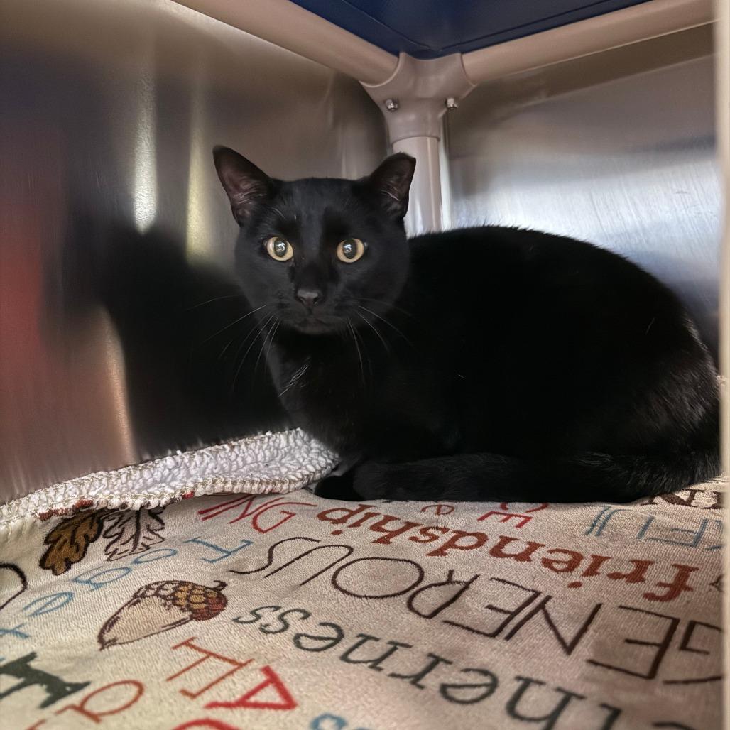 Enlarge Queen, a Adoptable Domestic Short Hair in Emporia, KS image 1/1