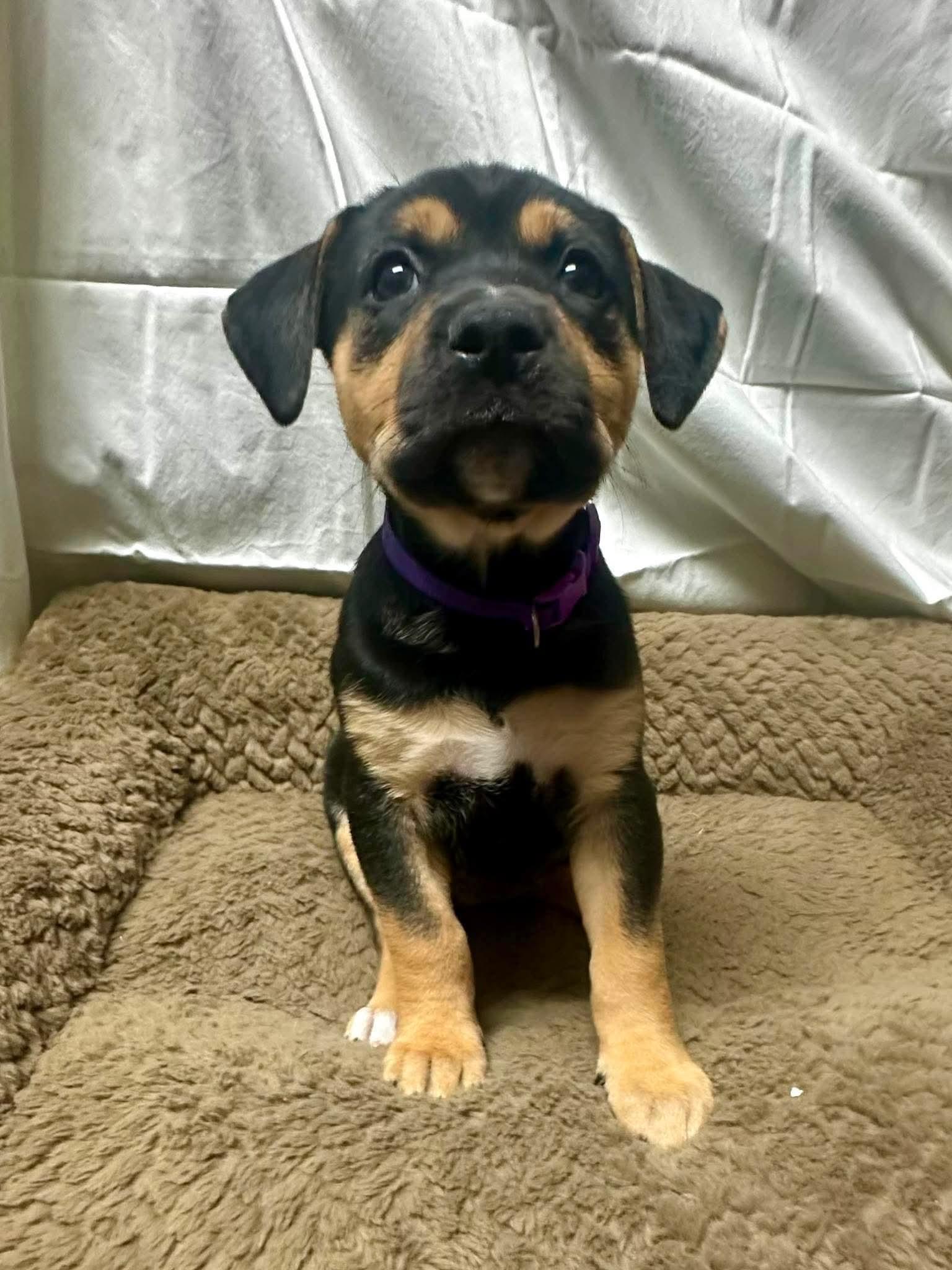 Enlarge Lainey, a Adoptable mixed breed in Walker, LA image 3/5