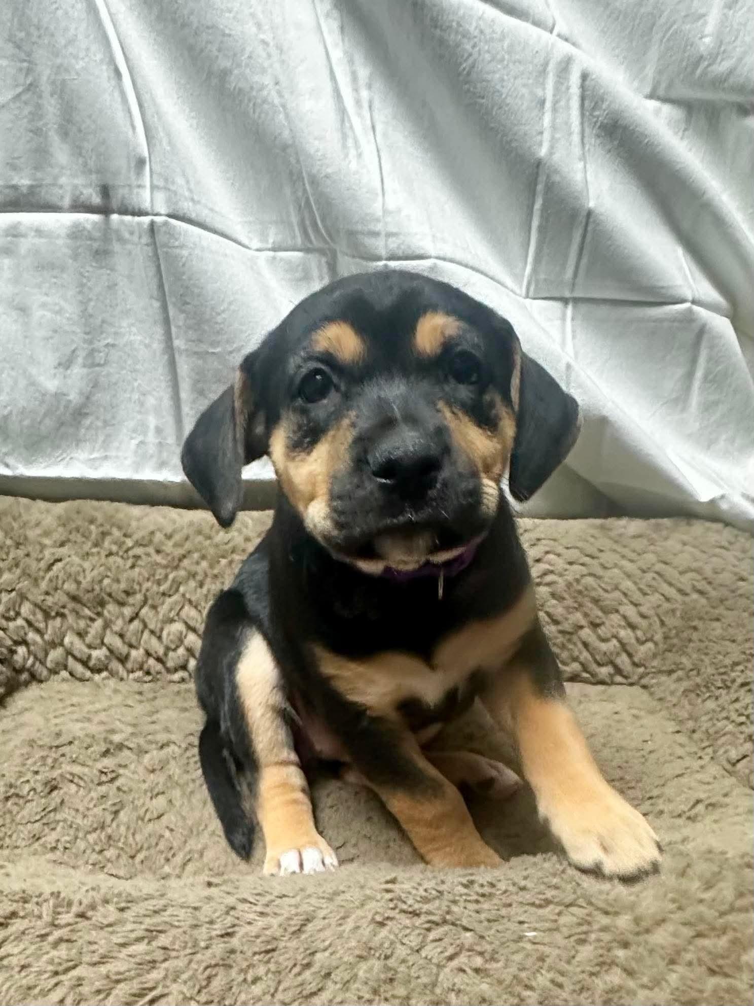 Enlarge Lainey, a Adoptable mixed breed in Walker, LA image 4/5