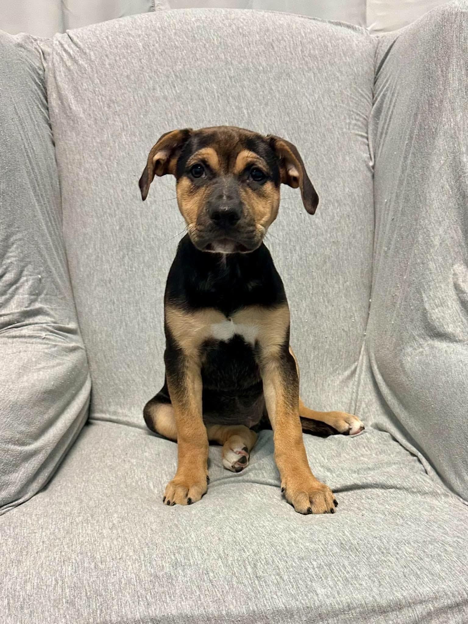 Lainey, Adoptable, Young Female Labrador Retriever.