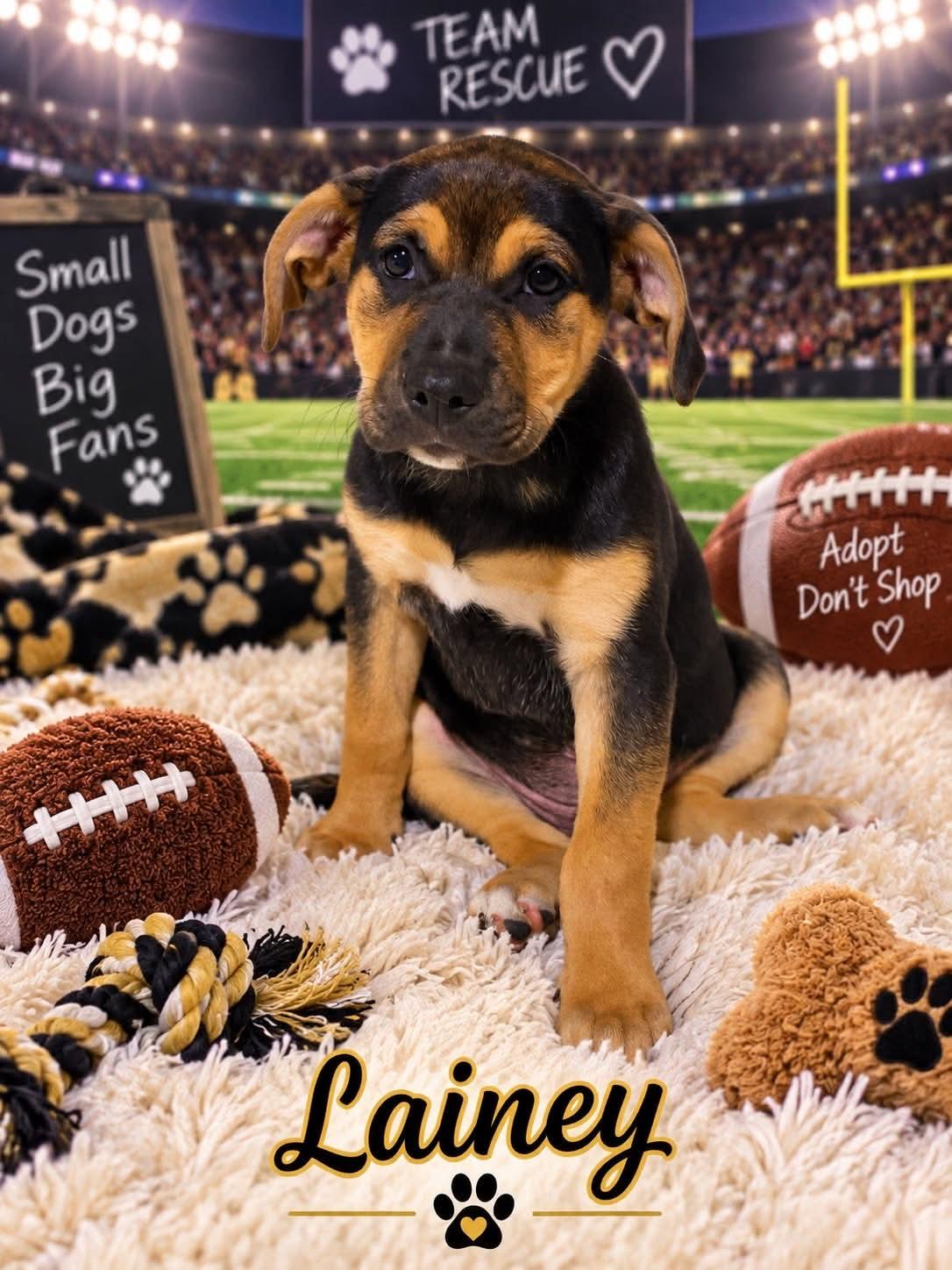 Enlarge Lainey, a Adoptable mixed breed in Walker, LA image 2/5