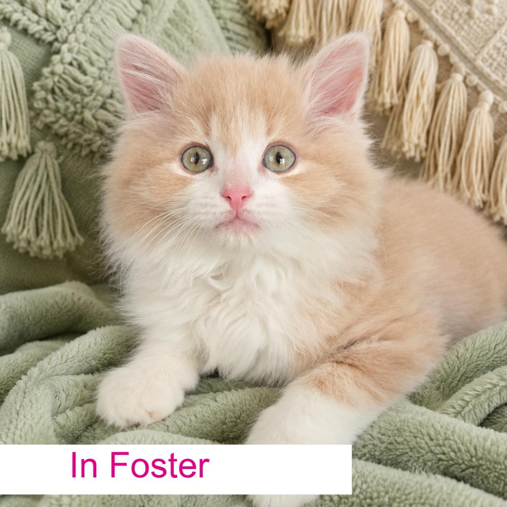 Buzz, a Adoptable Domestic Long Hair in Chapel Hill, NC image 3/5