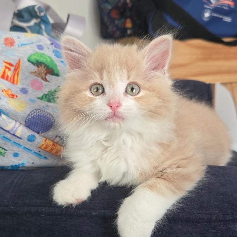 Buzz, a Adoptable Domestic Long Hair in Chapel Hill, NC image 4/5