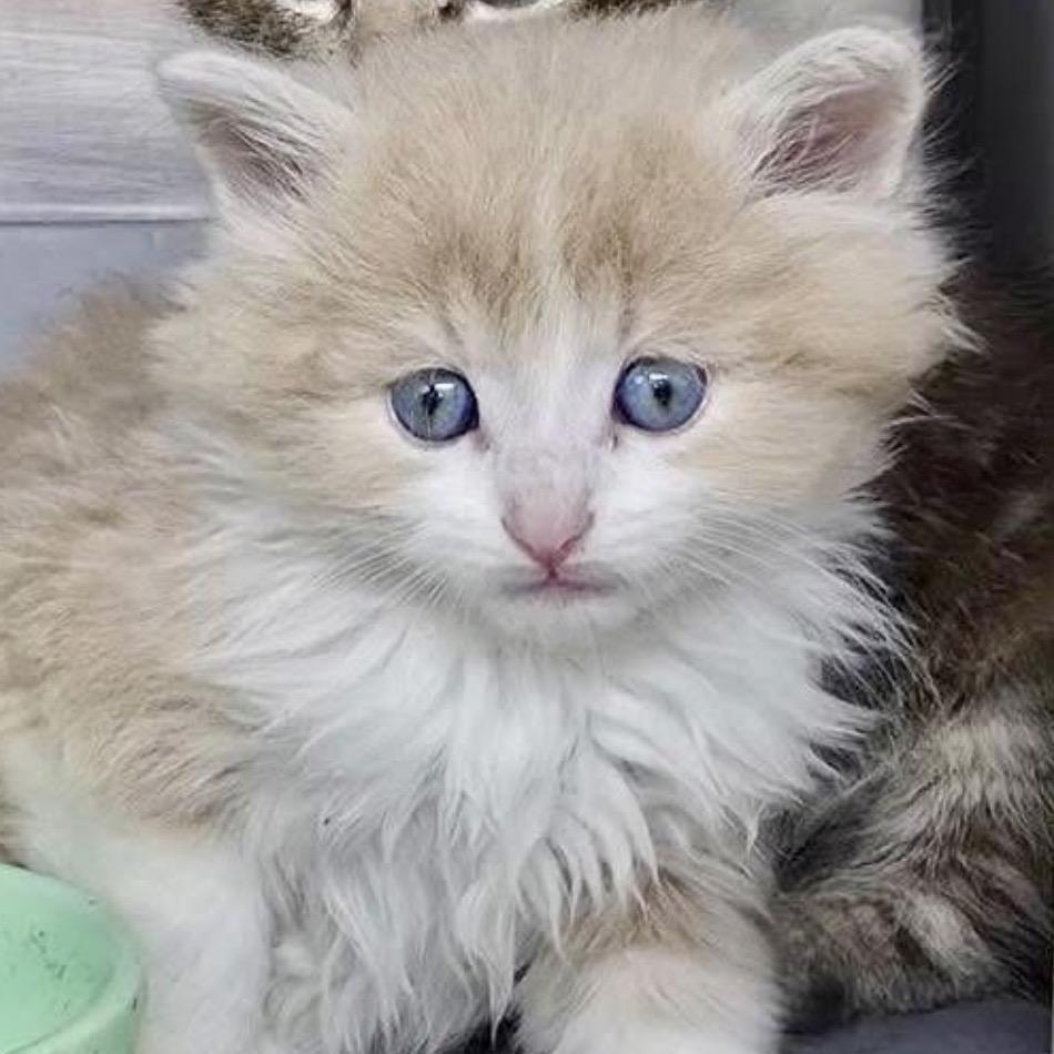 Buzz, a Adoptable Domestic Long Hair in Chapel Hill, NC image 5/5