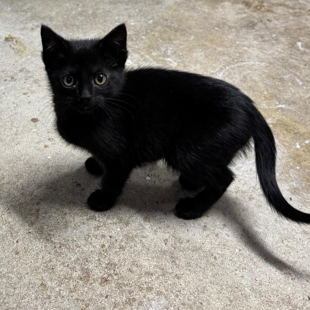 Enlarge Leah, a Adoptable Domestic Short Hair in Pinson, TN image 1/5